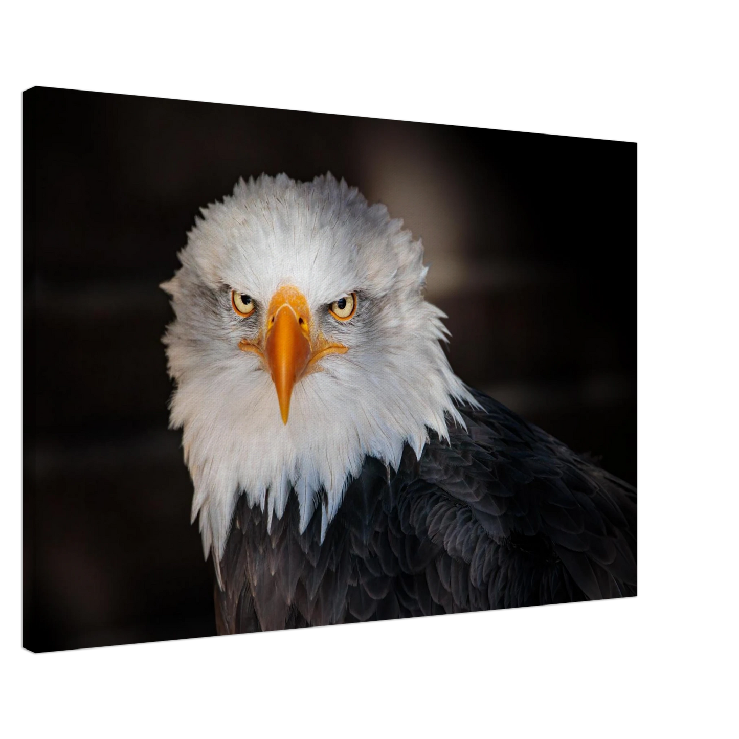 Wandbild majestaetischer adler ausdrucksstarke tierfotografie fuer ihr zuhause in vielen groessen erhaeltlich