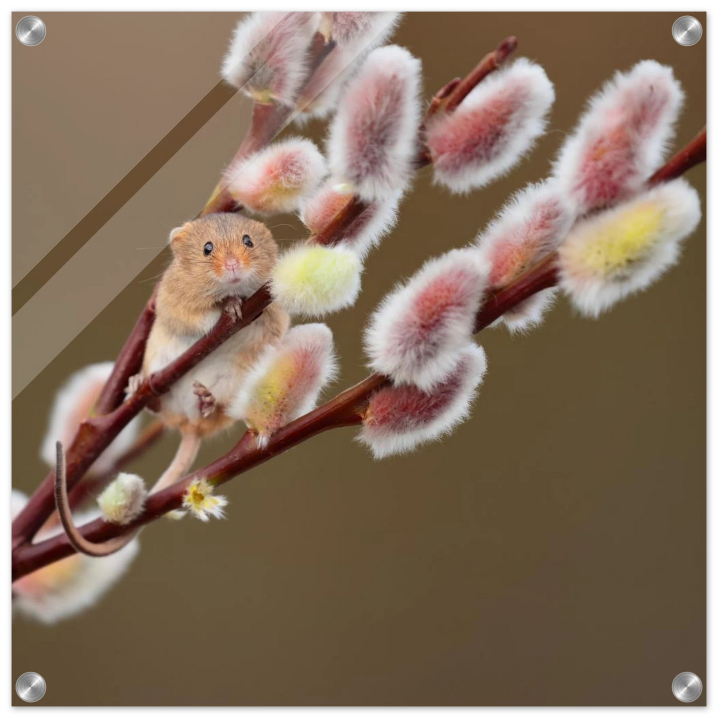 Wandbild niedliche erntemaus an flauschigen weidenkaetzchen ein zauberhafter naturmoment fuer ihre waende