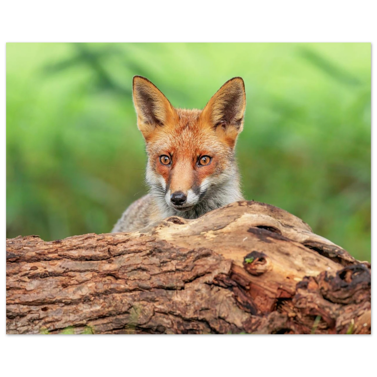 Wandbild fuchs im versteck einzigartige naturkunst fuer ihr zuhause
