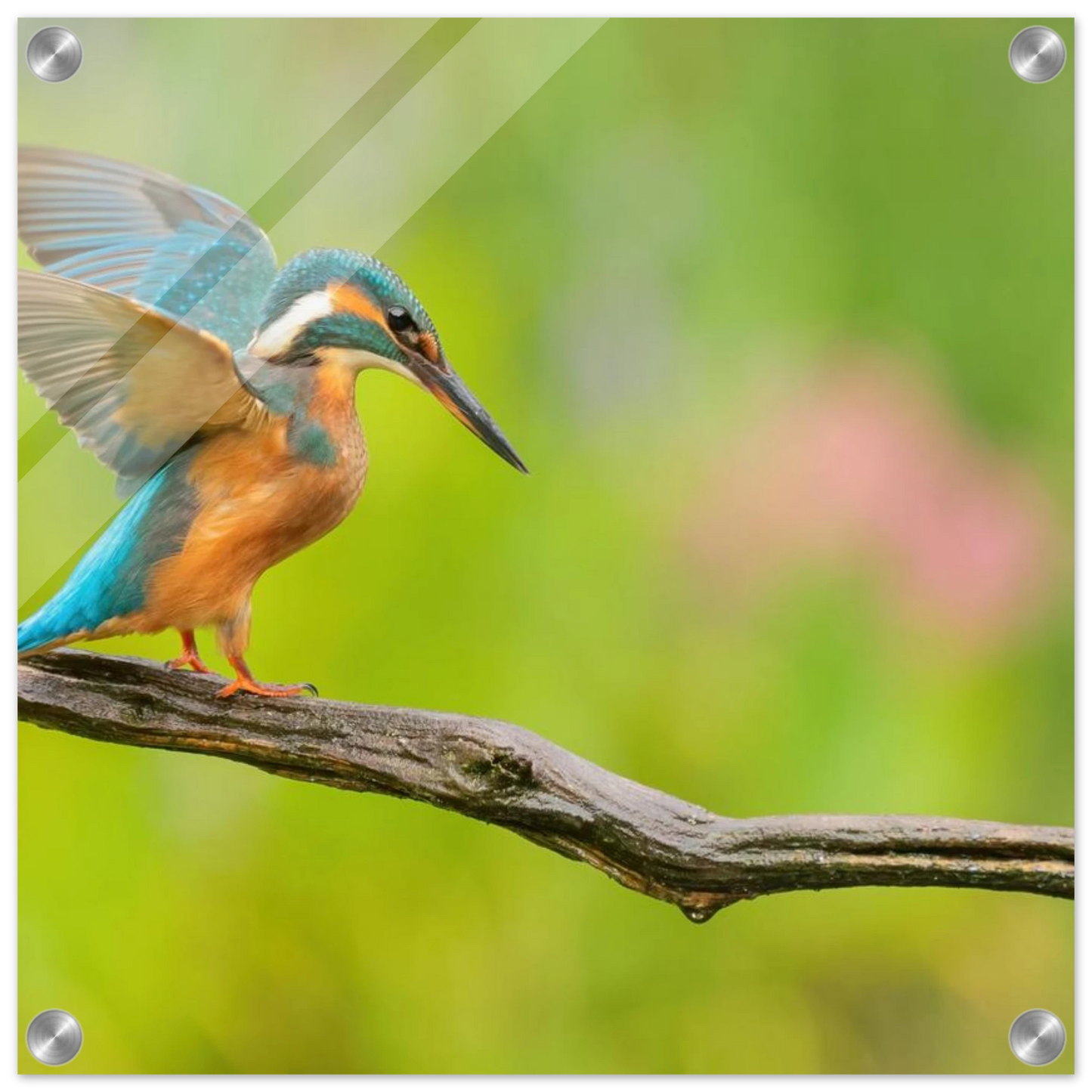 Wandbild eisvogel leuchtende federpracht auf natuerlichem ast in ihrer wunschgroesse