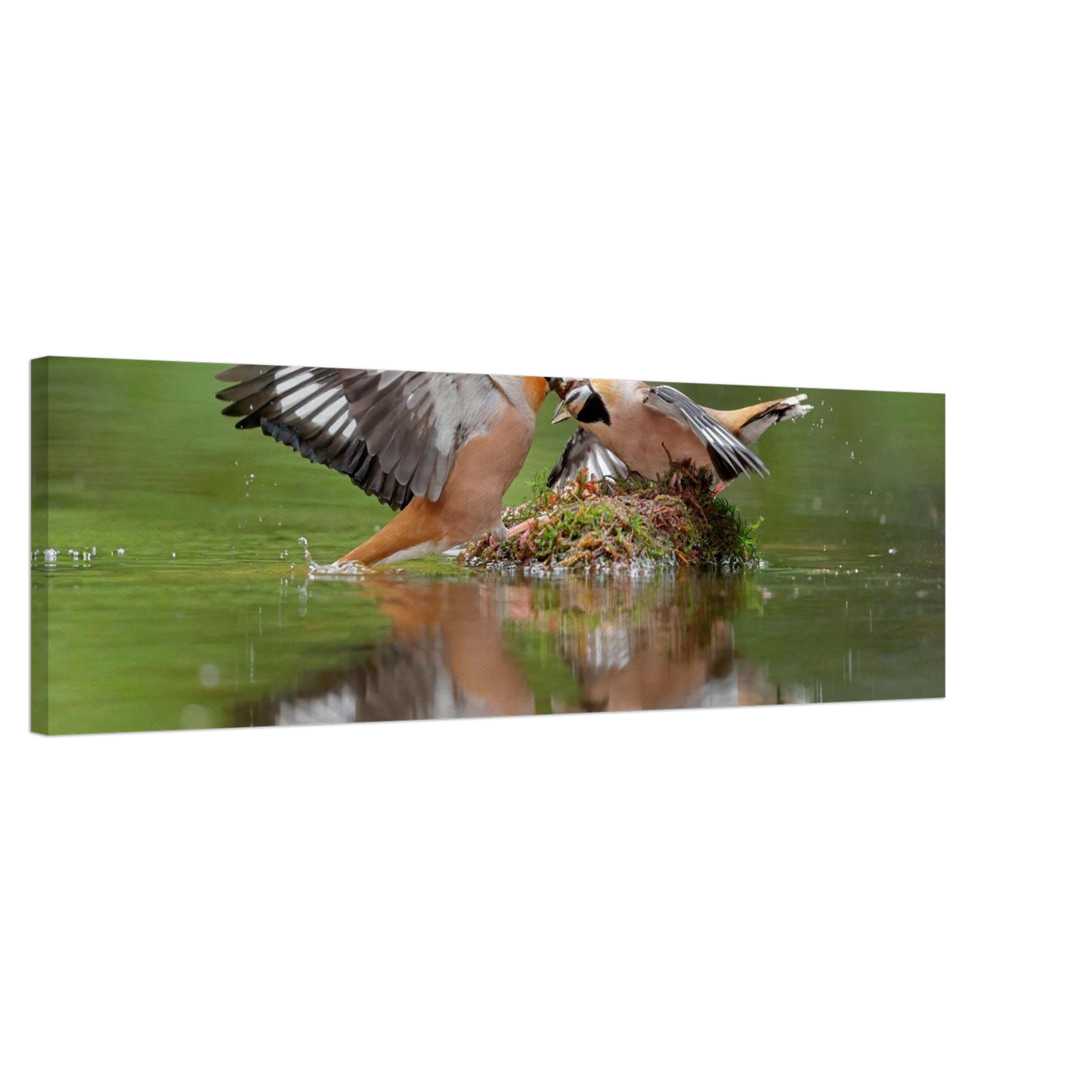 Wandbild momente der natur spektakulaerer kampf der voegel ueber dem wasser