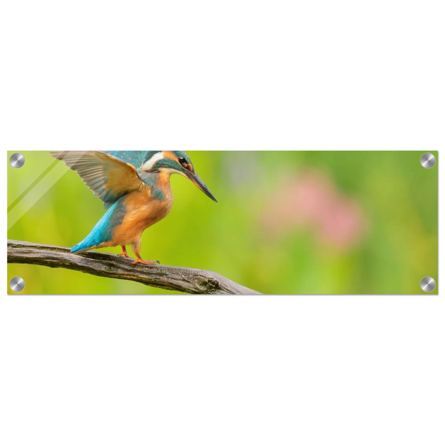 Wandbild eisvogel leuchtende federpracht auf natuerlichem ast in ihrer wunschgroesse