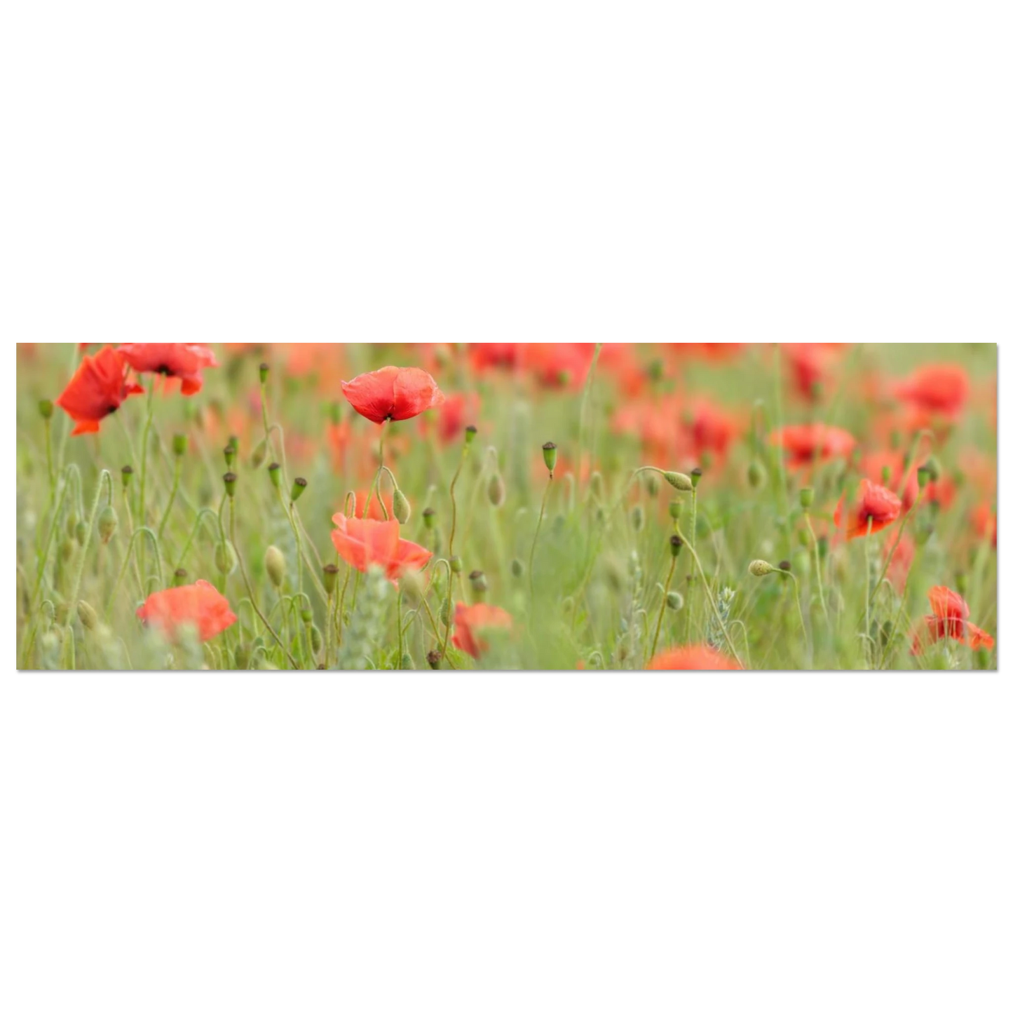 Wandbild vertraeumtes mohnblumenfeld ein stueck sommer fuer ihr zuhause in vielen groessen