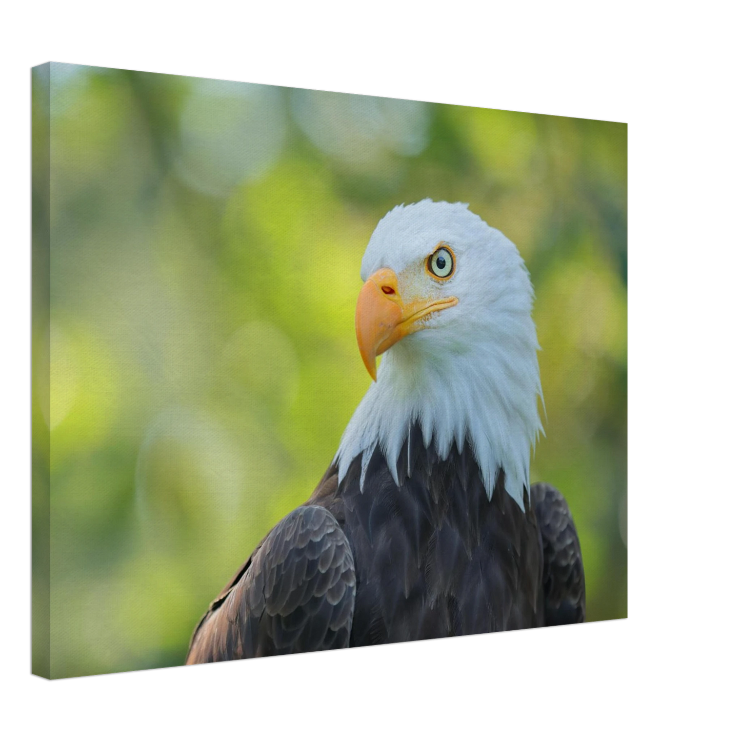 Wandbild majestaetischer weisskopfseeadler eine ode an die freiheit in ihrer wunschgroesse