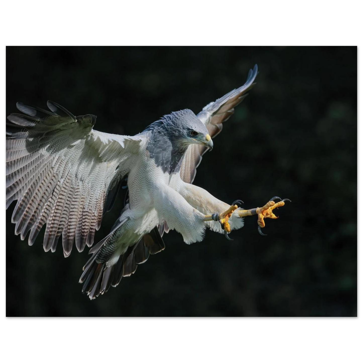 Wandbild majestaetischer schwarzbrustbussard im flug atemberaubende tierfotografie fuer ihr zuhause