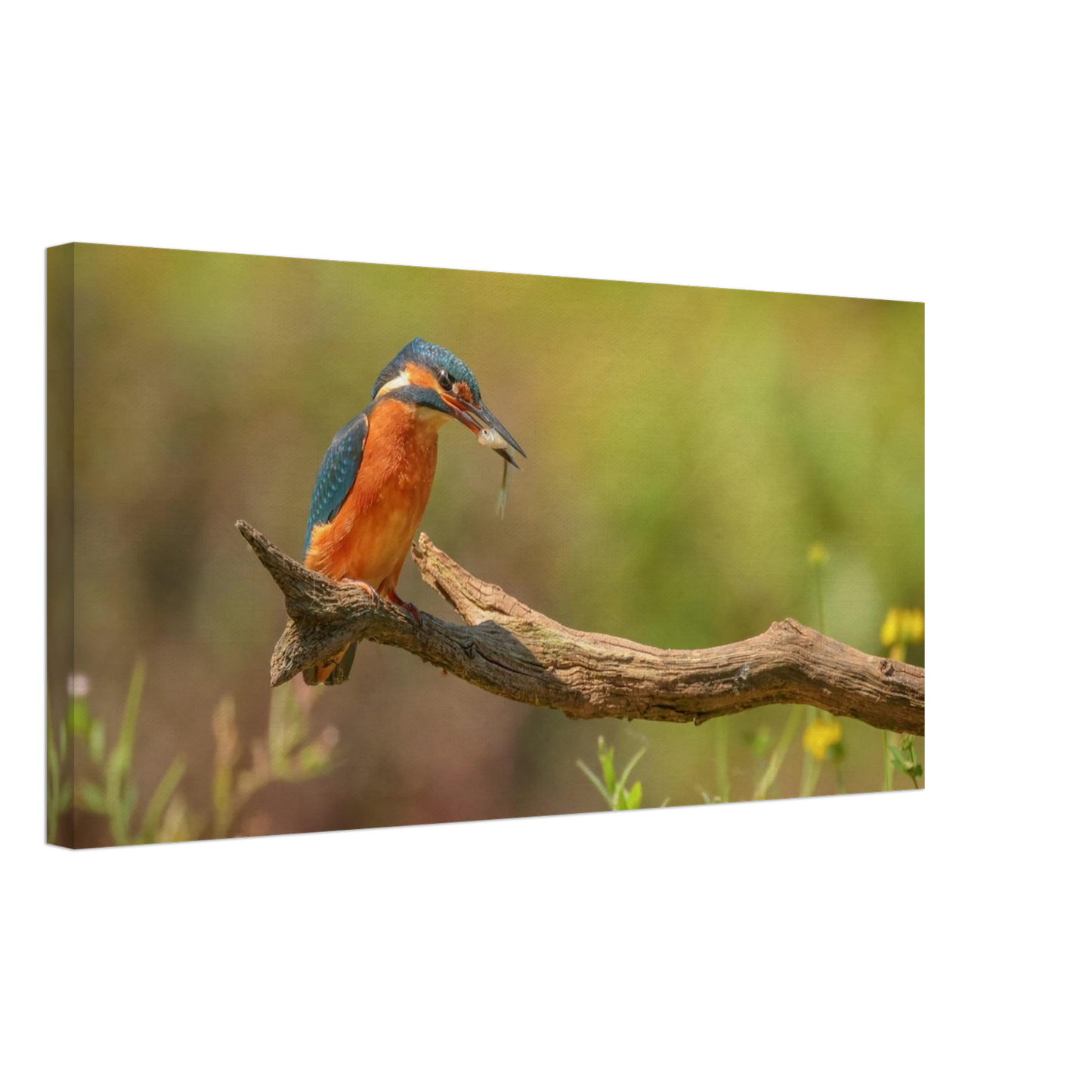 Wandbild eisvogel farbpracht leuchtende naturkunst fuer ihr zuhause in vielen groessen