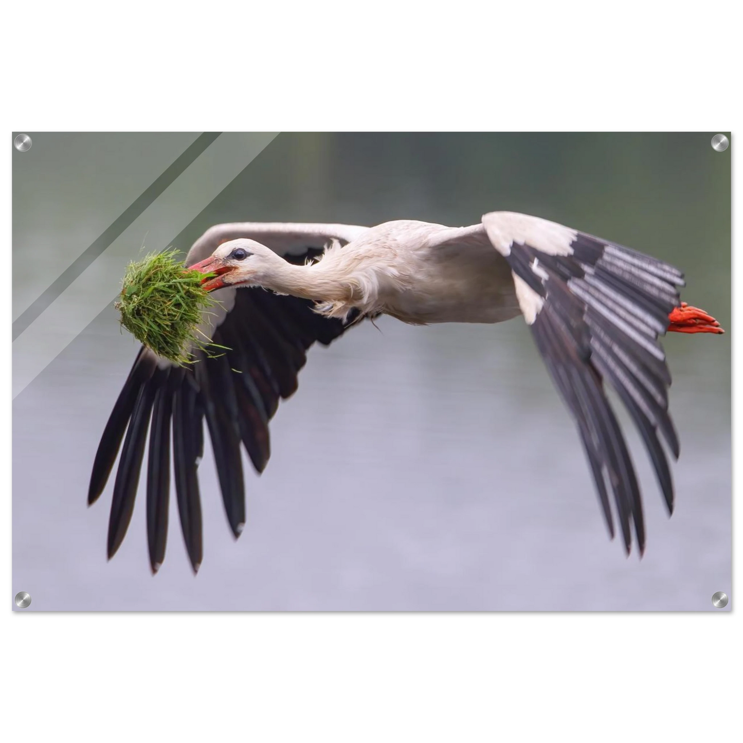 Wandbild nestbauender weissstorch im flug lebendige naturfotografie fuer ihr zuhause