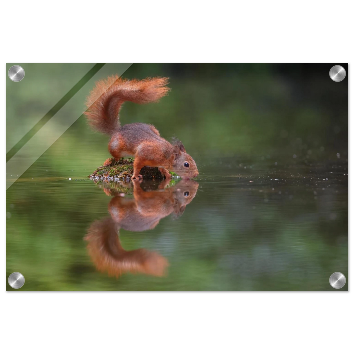 Wandbild durstiges eichhoernchen eine ruhige reflexion in der natur erhaeltlich in vielen groessen
