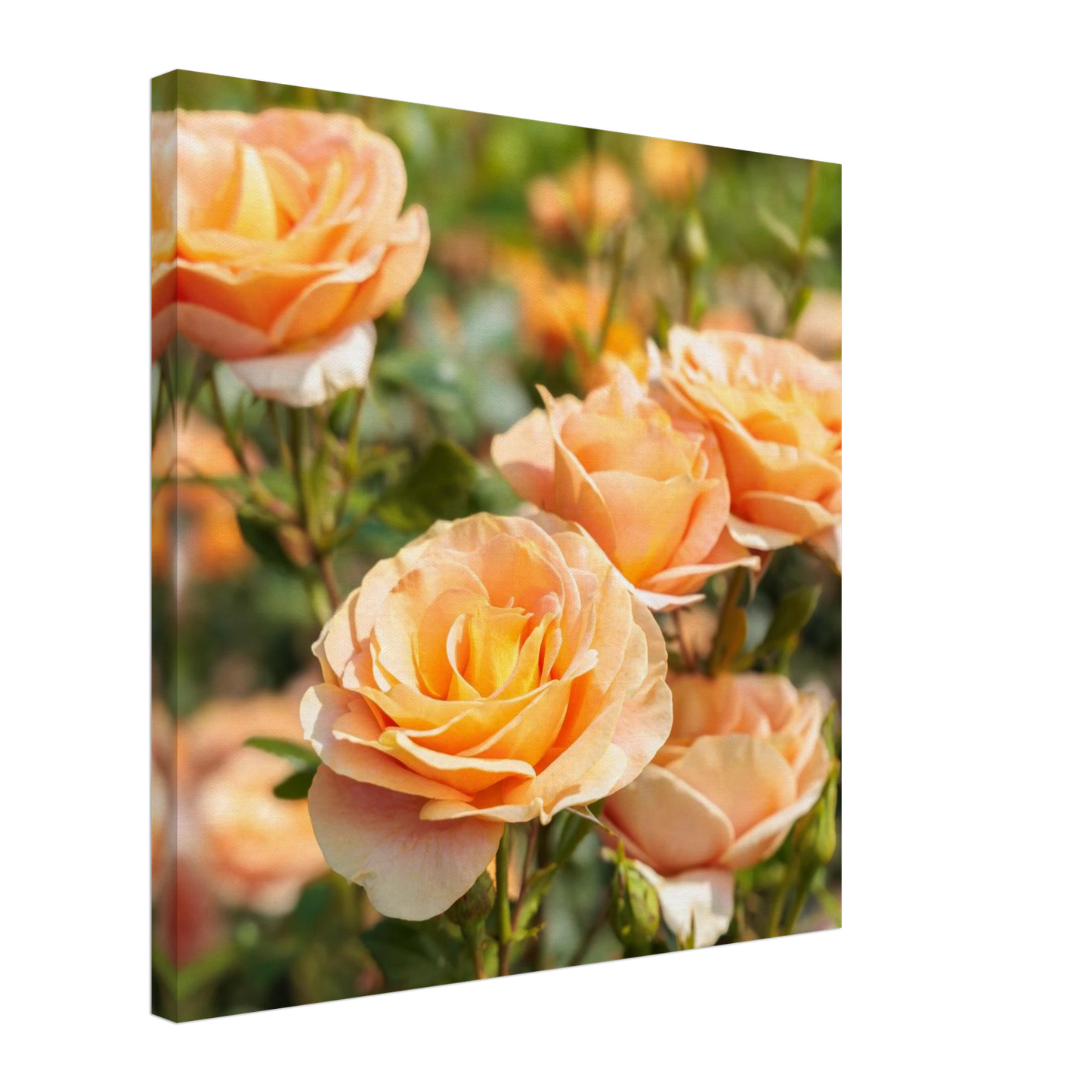 Wandbild romantische pfirsichrosen im sonnenschein botanische kunst fuer ihr zuhause in vielen groessen