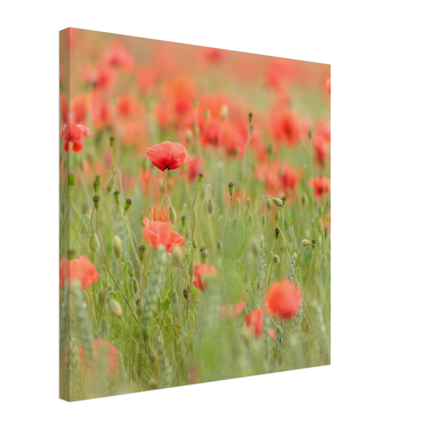 Wandbild vertraeumtes mohnblumenfeld ein stueck sommer fuer ihr zuhause in vielen groessen