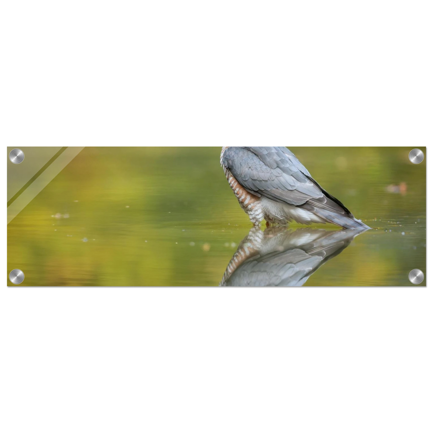 Wandbild mystischer sperber im morgengold faszinierende wildtierfotografie in ihrer wunschgroesse
