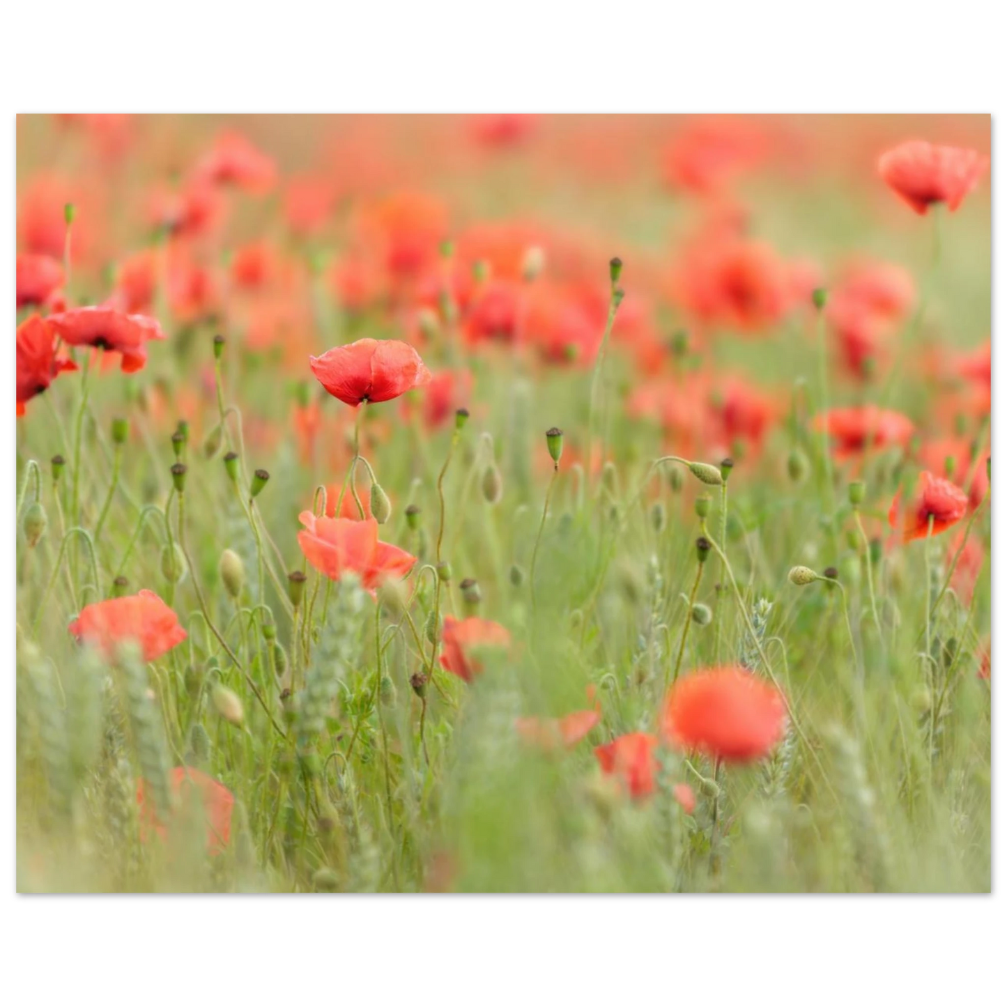 Wandbild vertraeumtes mohnblumenfeld ein stueck sommer fuer ihr zuhause in vielen groessen