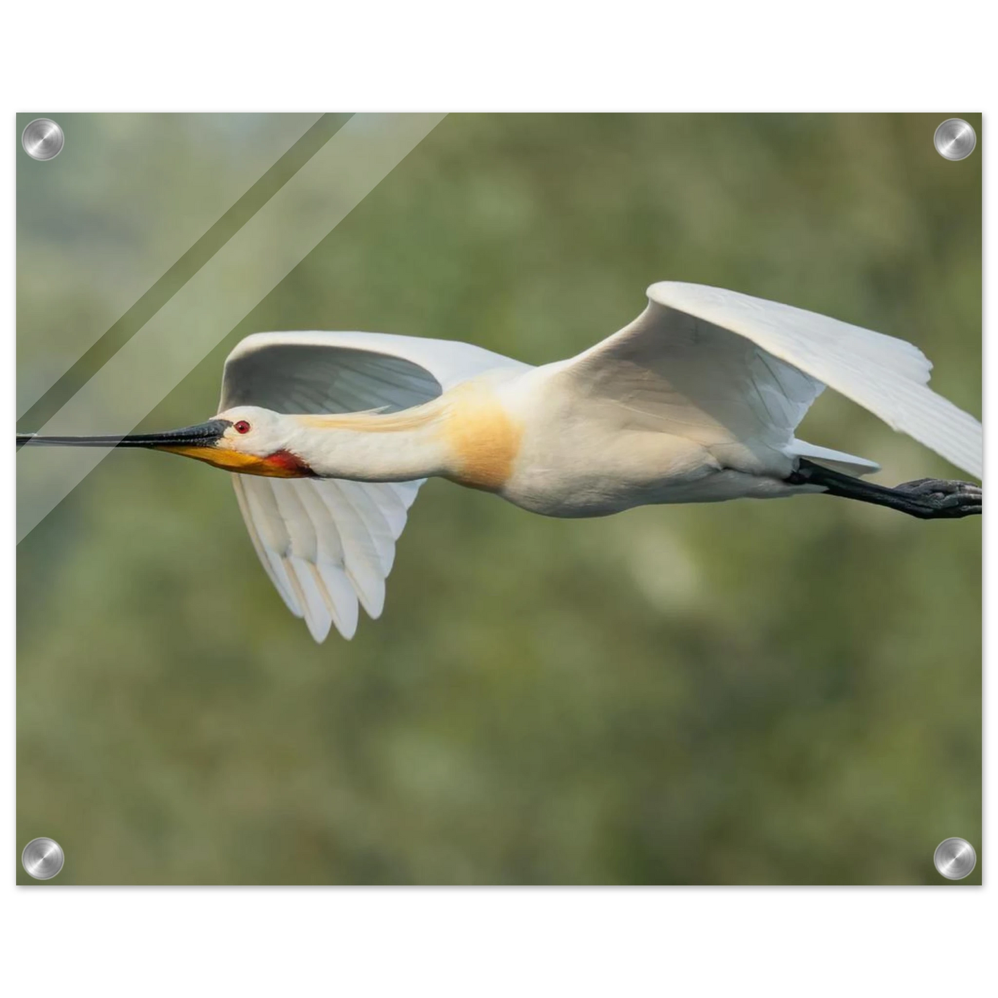 Wandbild eleganter loeffler im flug naturfotografie fuer ihr zuhause in vielen groessen