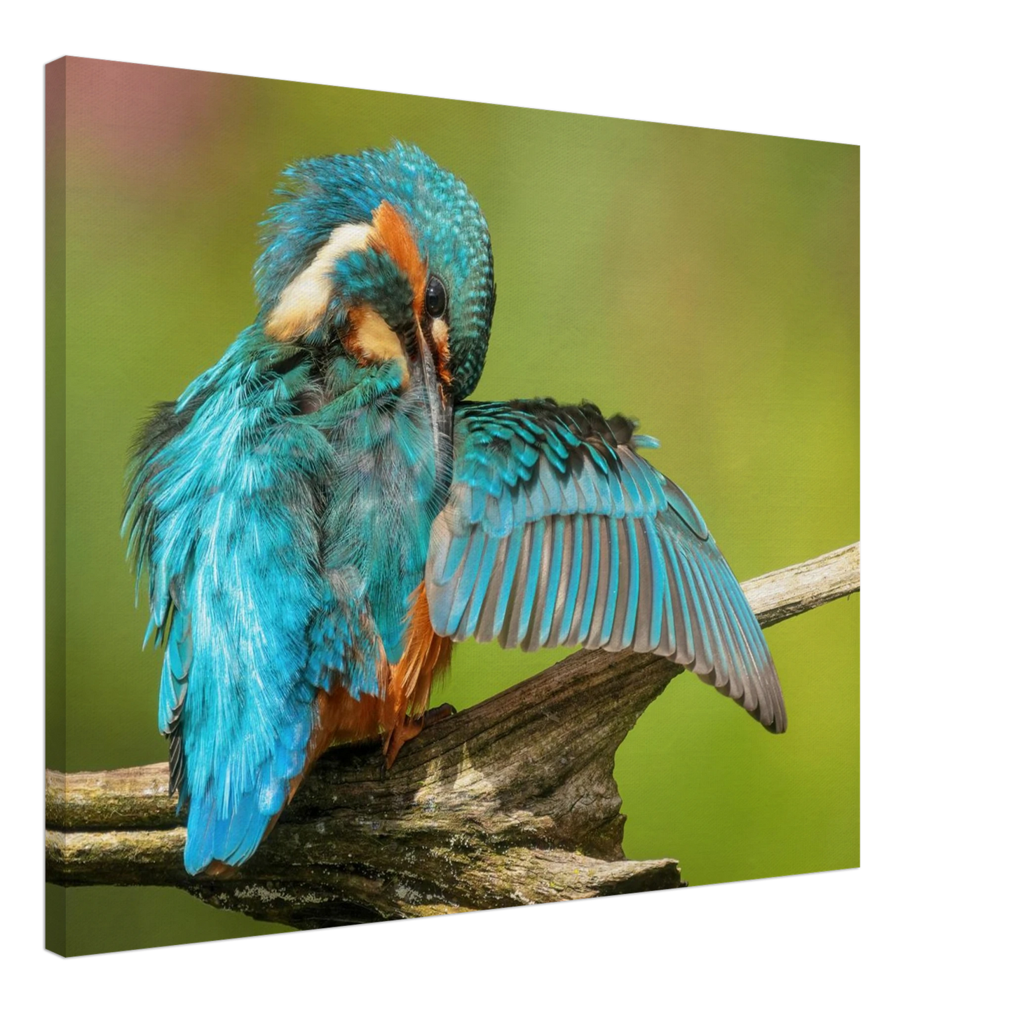 Wandbild eisvogel lebendige farbenpracht der natur auf leinwand
