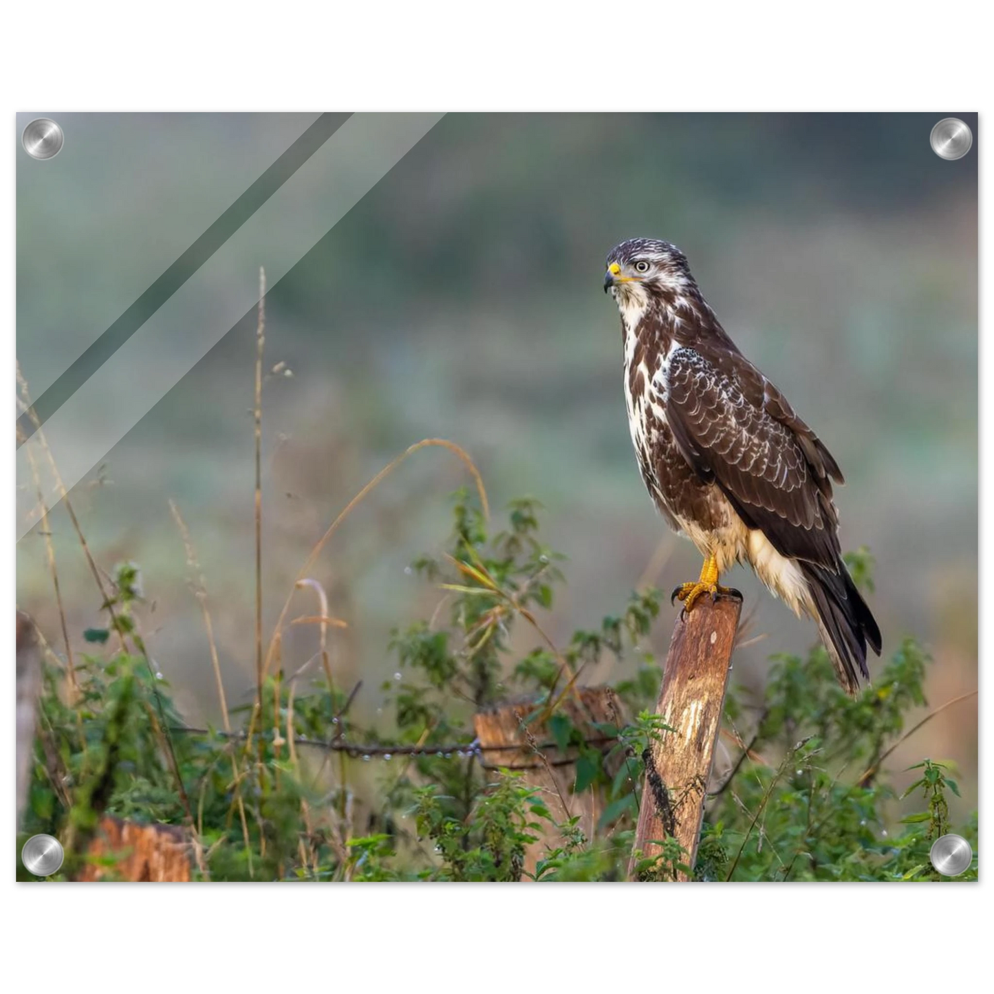 Wandbild majestaetischer bussard einblick in die wildnis auf hochglanz leinwand