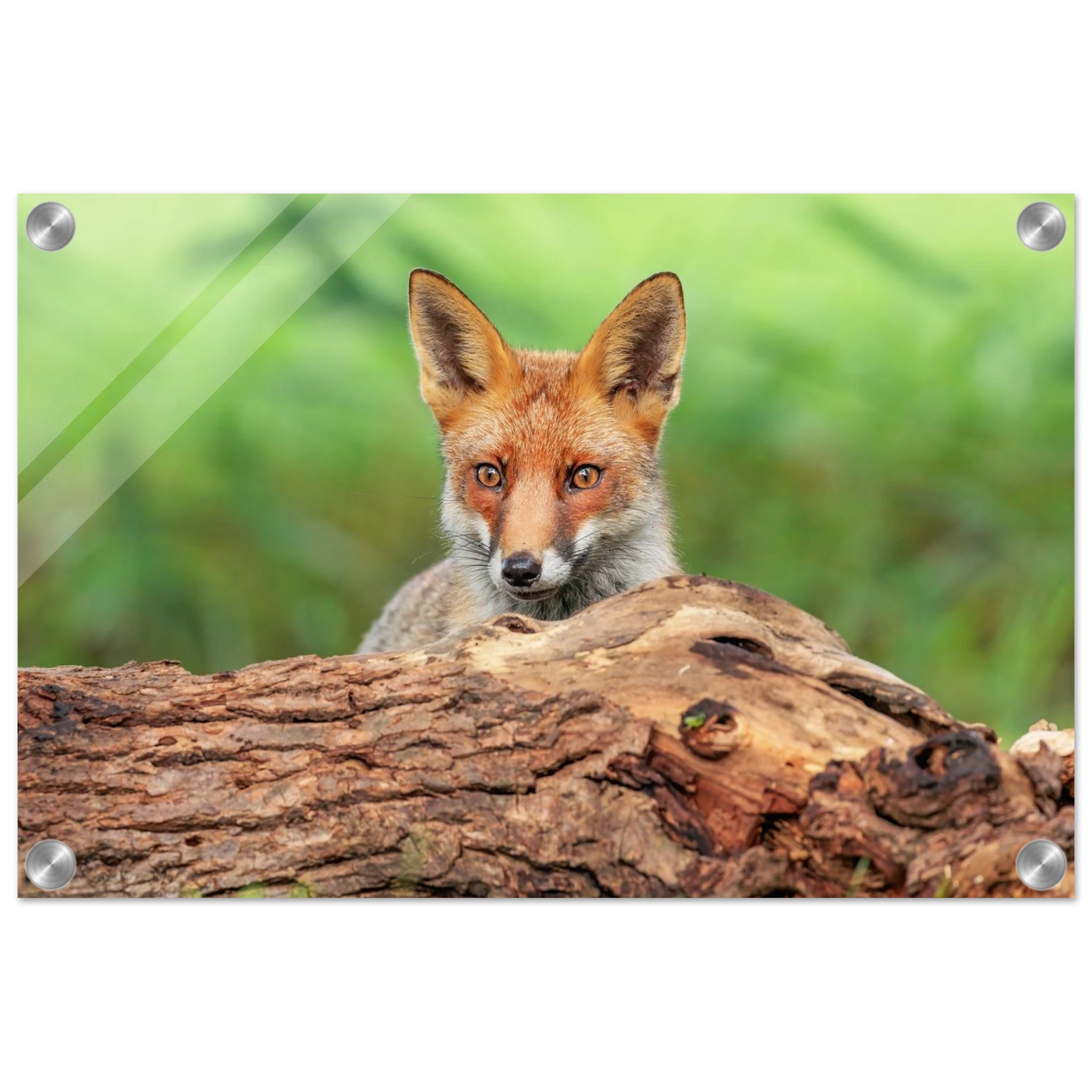 Wandbild fuchs im versteck einzigartige naturkunst fuer ihr zuhause