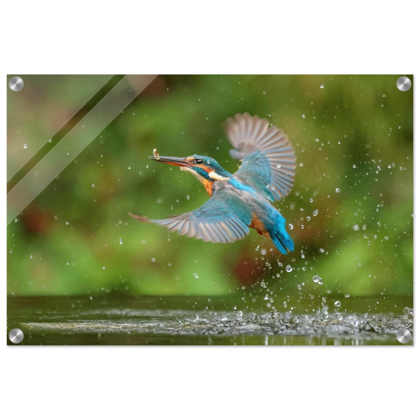 Wandbild eisvogel lebendige tierfotografie mit lebhaften blautoenen