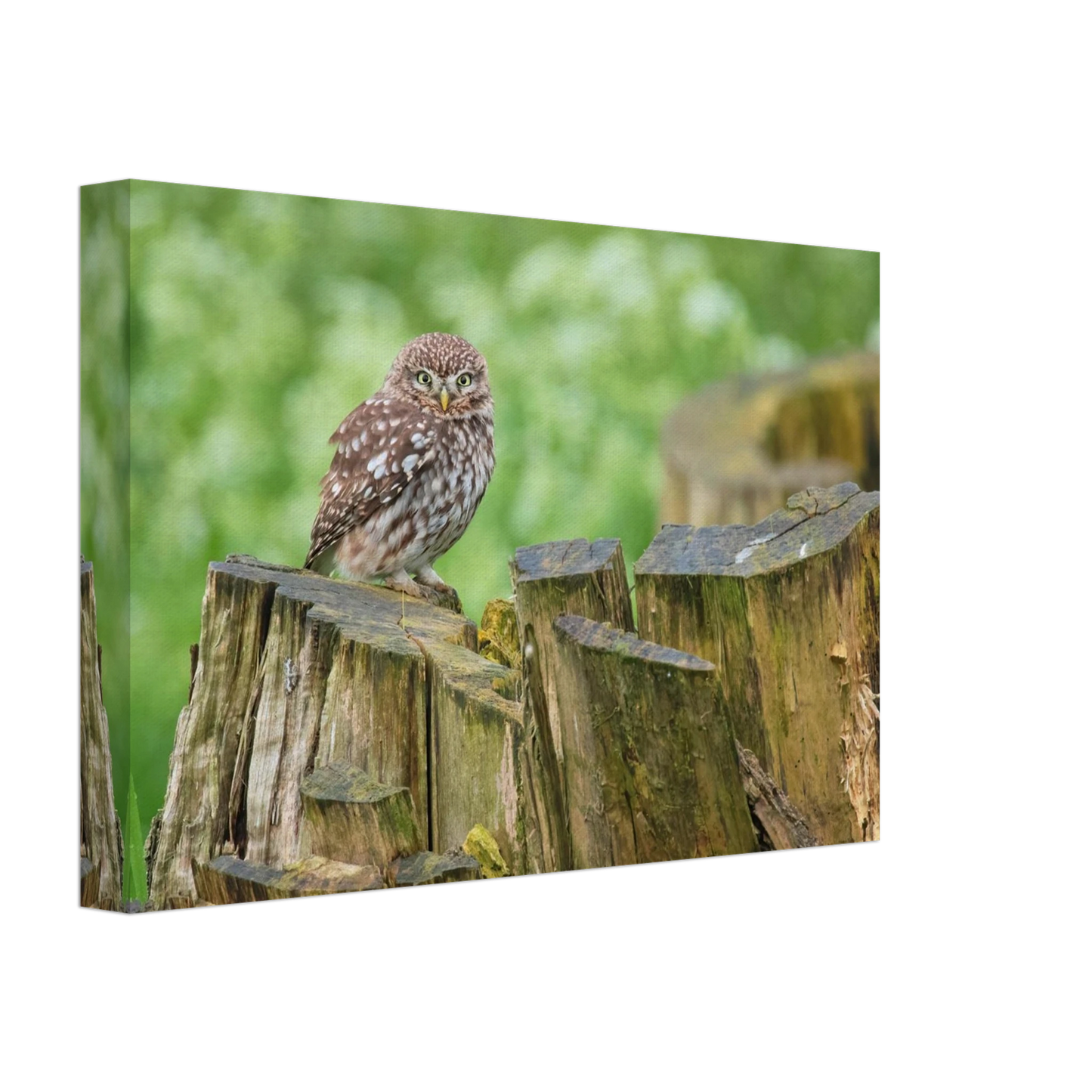 Wandbild mystische kleine eule faszinierendes kunstwerk fuer natur und tierliebhaber in vielen groessen