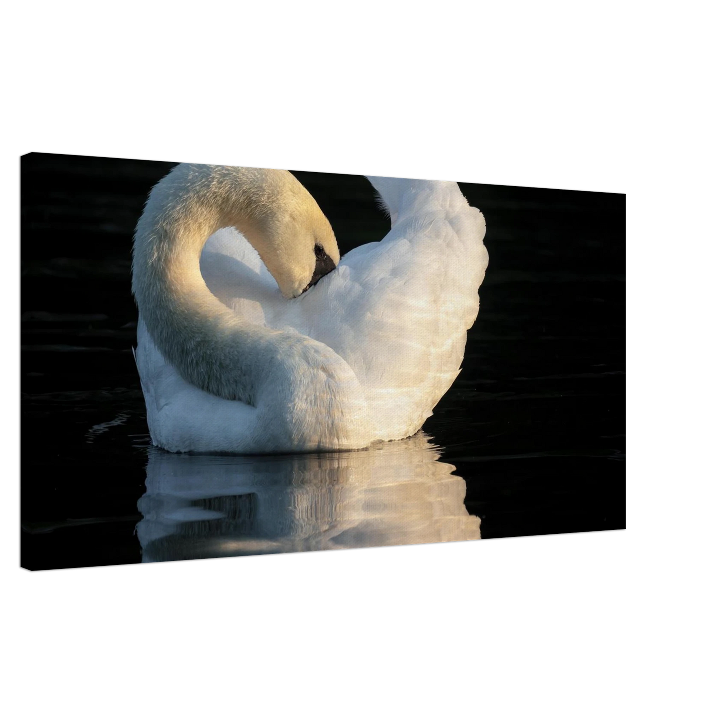 Wandbild schwan bei sonnenuntergang elegante wandkunst fuer ihr zuhause