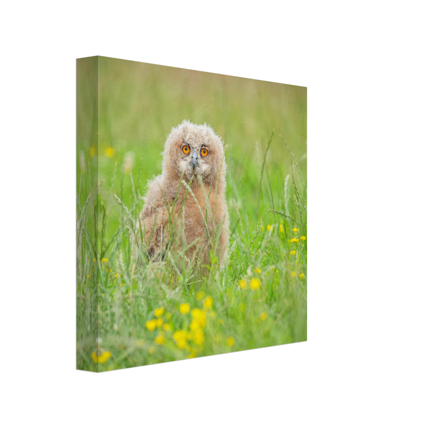 Wandbild junges eulenkueken im gras ein bezaubernder anblick fuer ihr zuhause in vielen groessen
