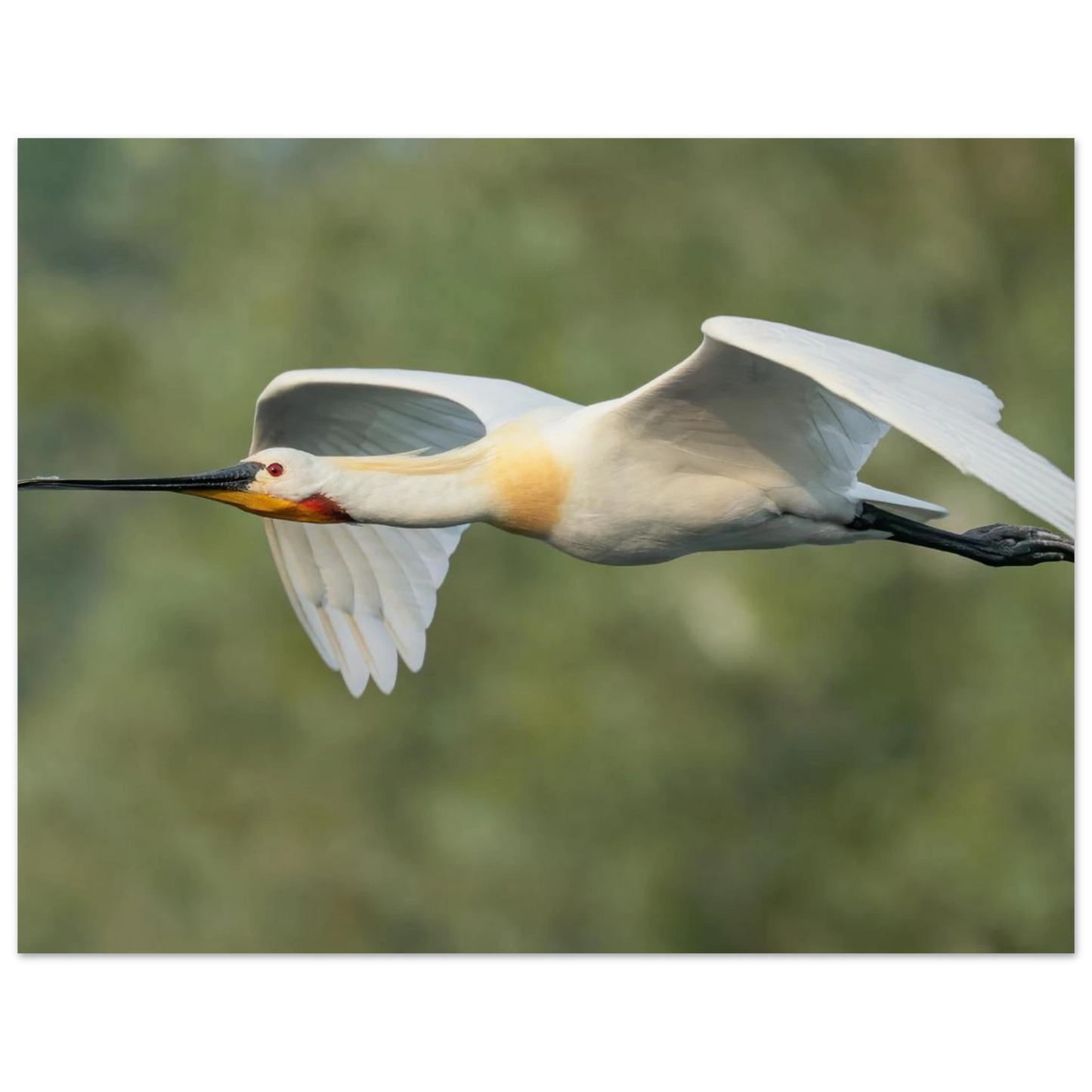 Wandbild eleganter loeffler im flug naturfotografie fuer ihr zuhause in vielen groessen