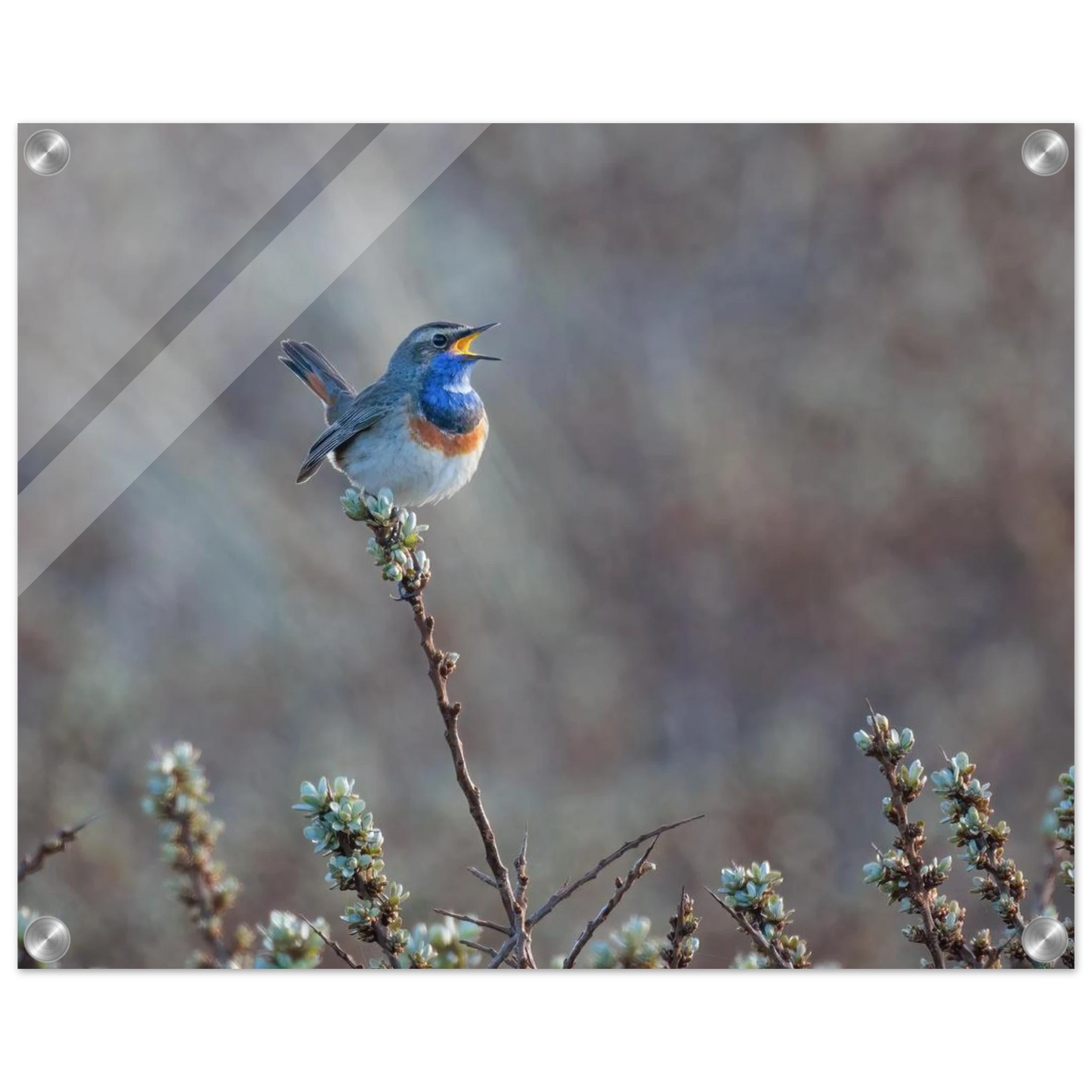 Wandbild blaukohlkehlchen im gesang naturkunst in lebendigen farben in ihrer wunschgroesse