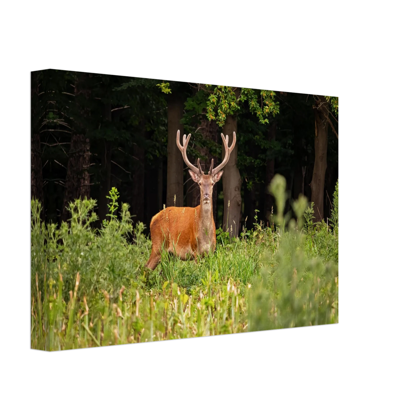 Wandbild majestaetischer hirsch im wald ein wildnis statement fuer ihr zuhause in verschiedenen groessen