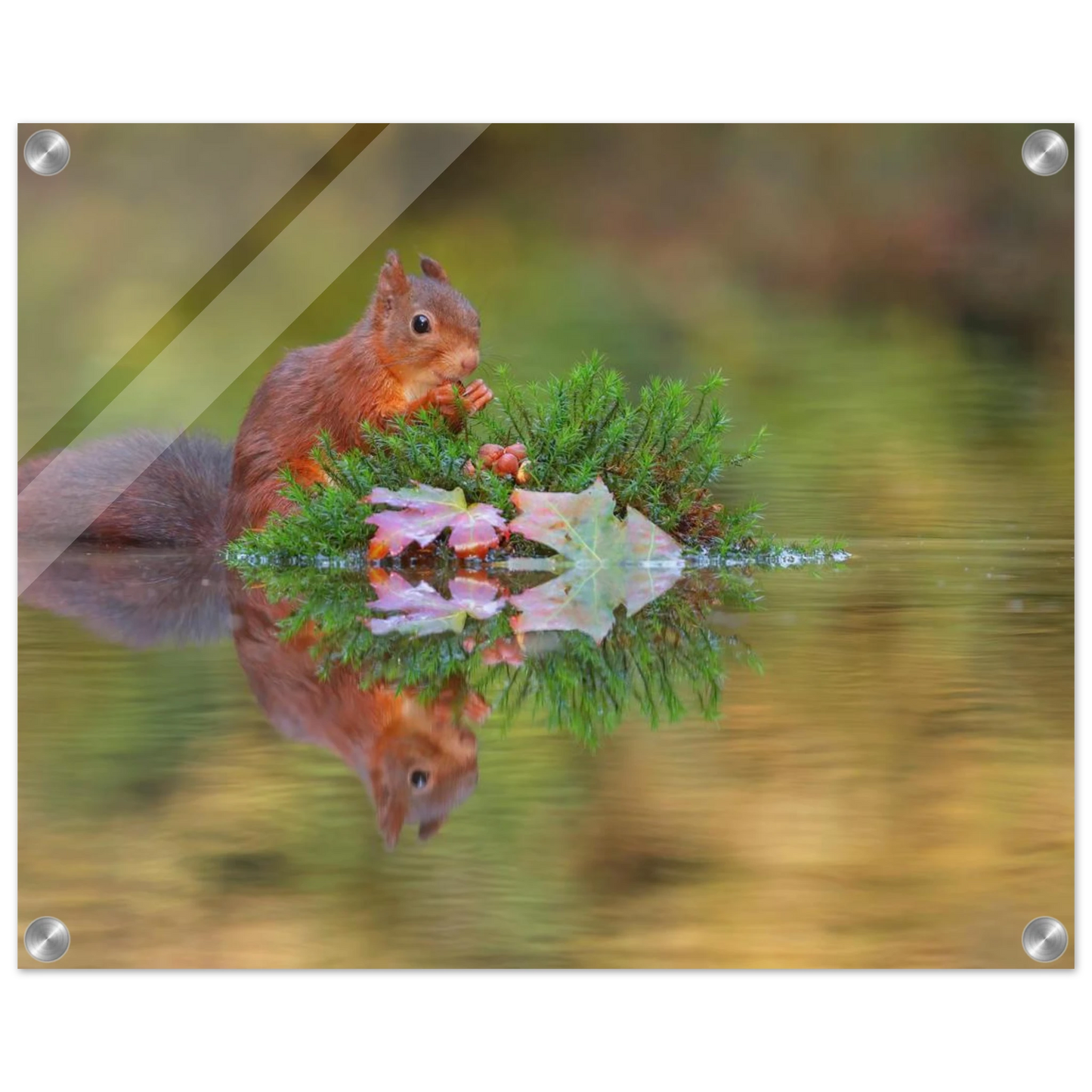 Wandbild bezauberndes eichhoernchen im herbstwald lebendige wildtierkunst fuer ihr zuhause in vielen groessen