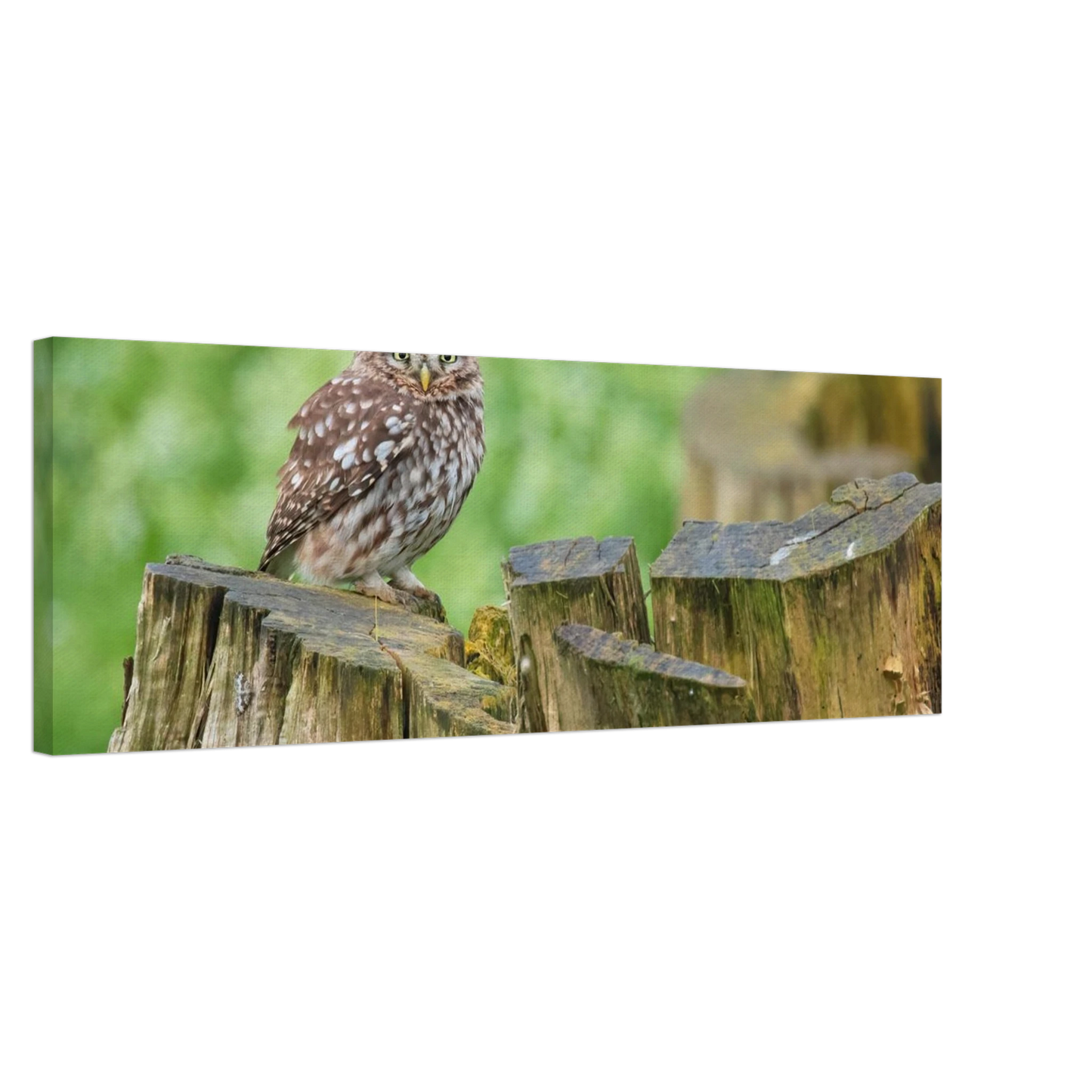Wandbild mystische kleine eule faszinierendes kunstwerk fuer natur und tierliebhaber in vielen groessen