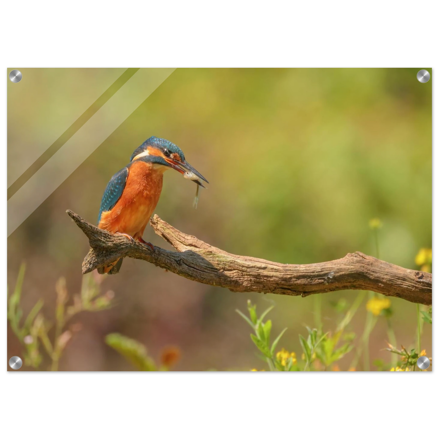 Wandbild eisvogel farbpracht leuchtende naturkunst fuer ihr zuhause in vielen groessen
