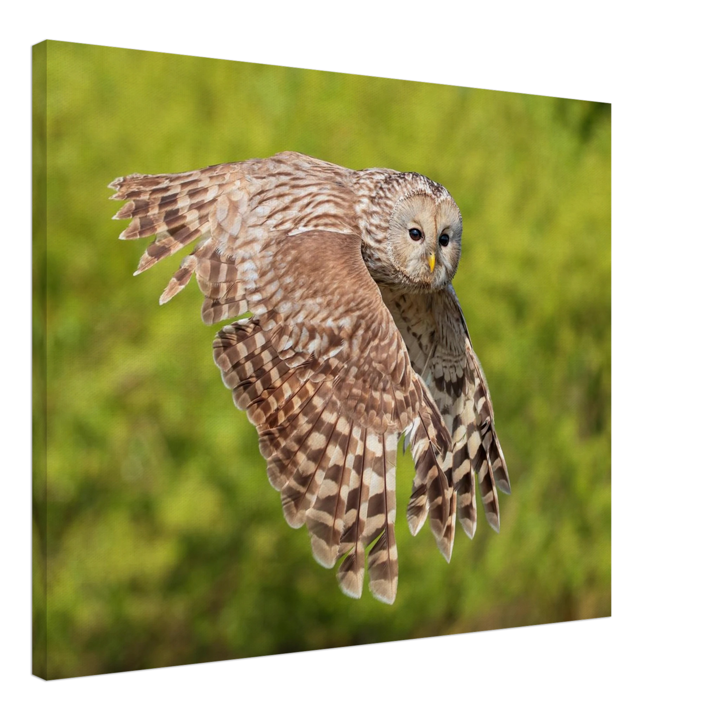Wandbild majestaetische eule im flug naturfotografie fuer ihr zuhause