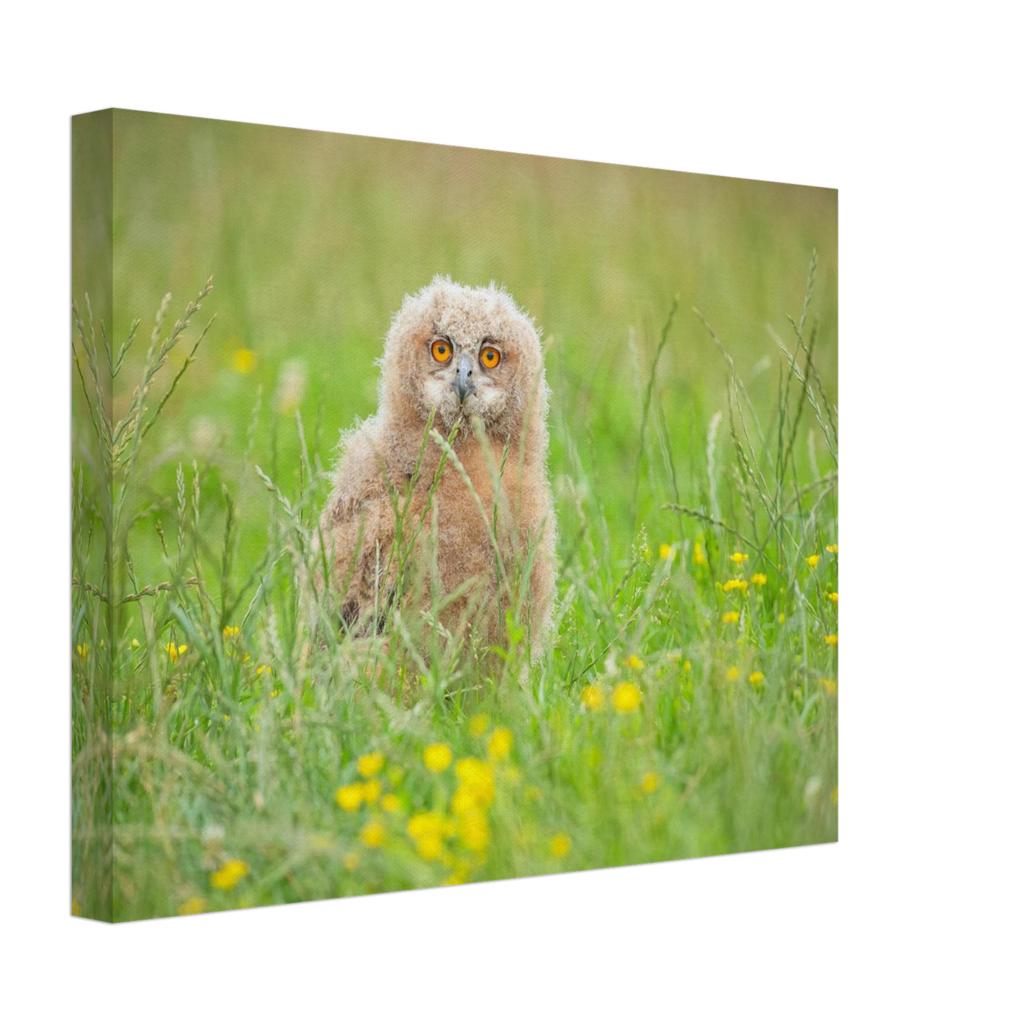 Wandbild junges eulenkueken im gras ein bezaubernder anblick fuer ihr zuhause in vielen groessen