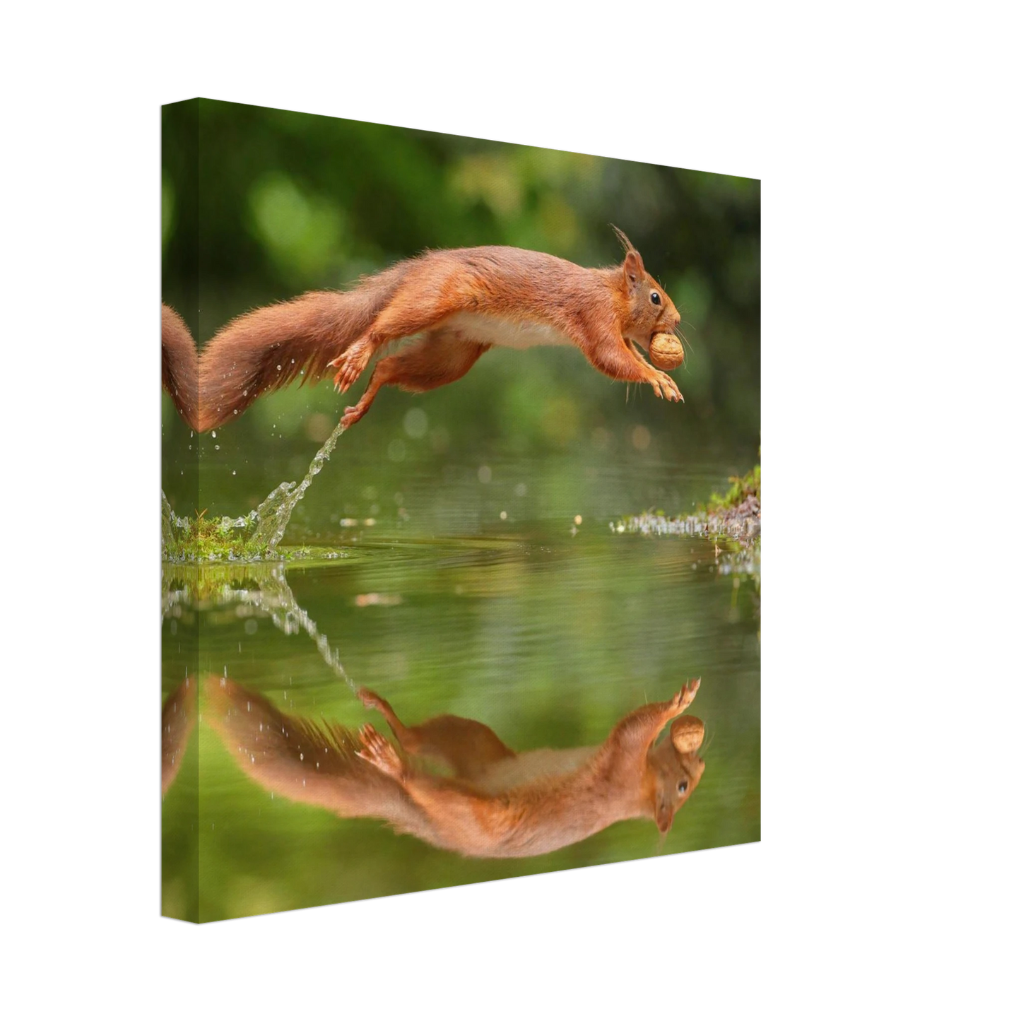Wandbild Wandkunst eichhoernchens freudensprung dynamische naturkunst fuer ihr zuhause erhaeltlich in mehreren groessen