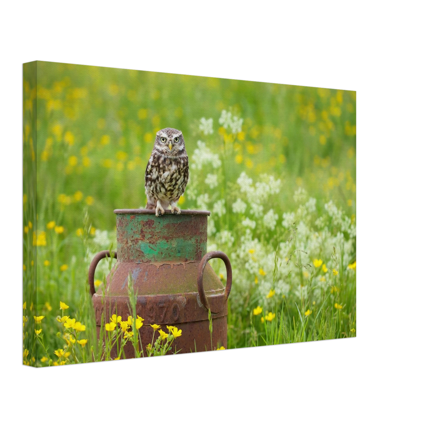 Wandbild rustikales eulen portraet ein blick in die natur auf ihrer wand in vielen groessen