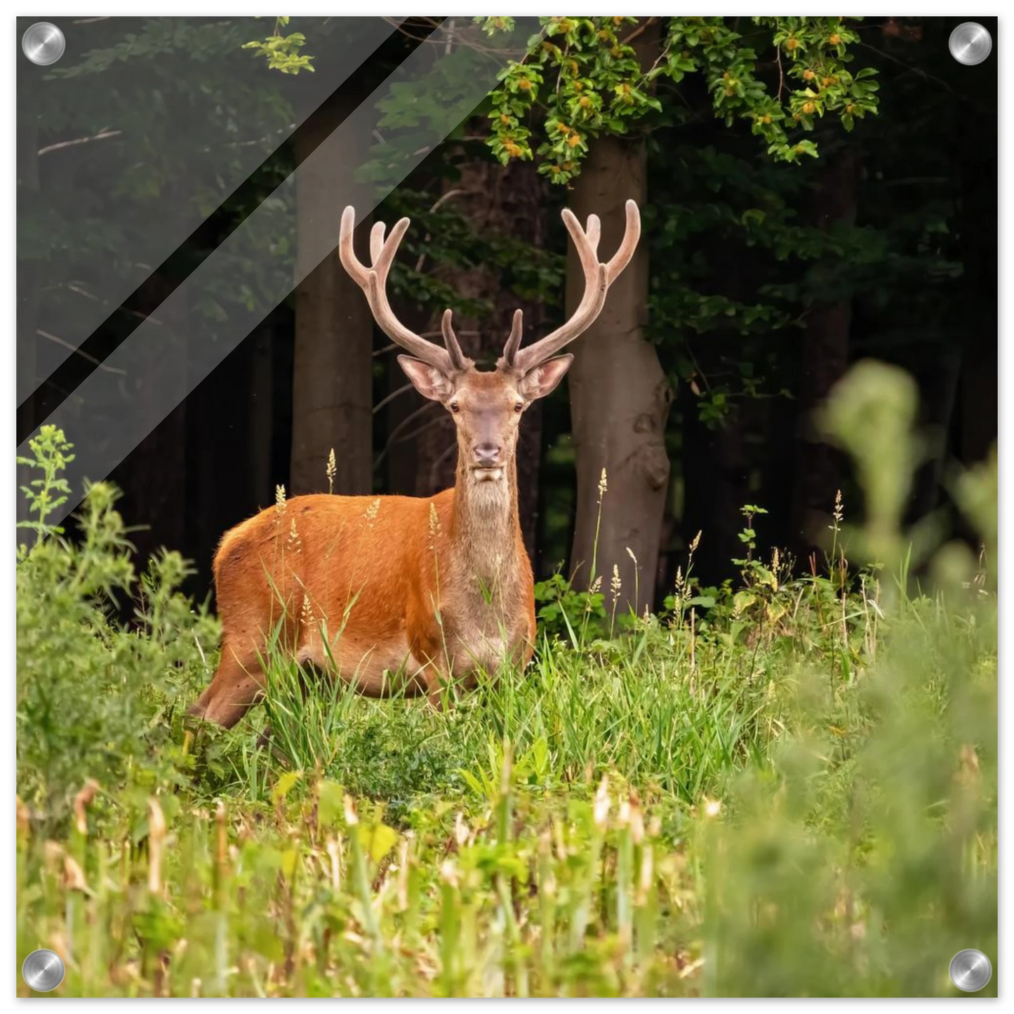 Wandbild majestaetischer hirsch im wald ein wildnis statement fuer ihr zuhause in verschiedenen groessen