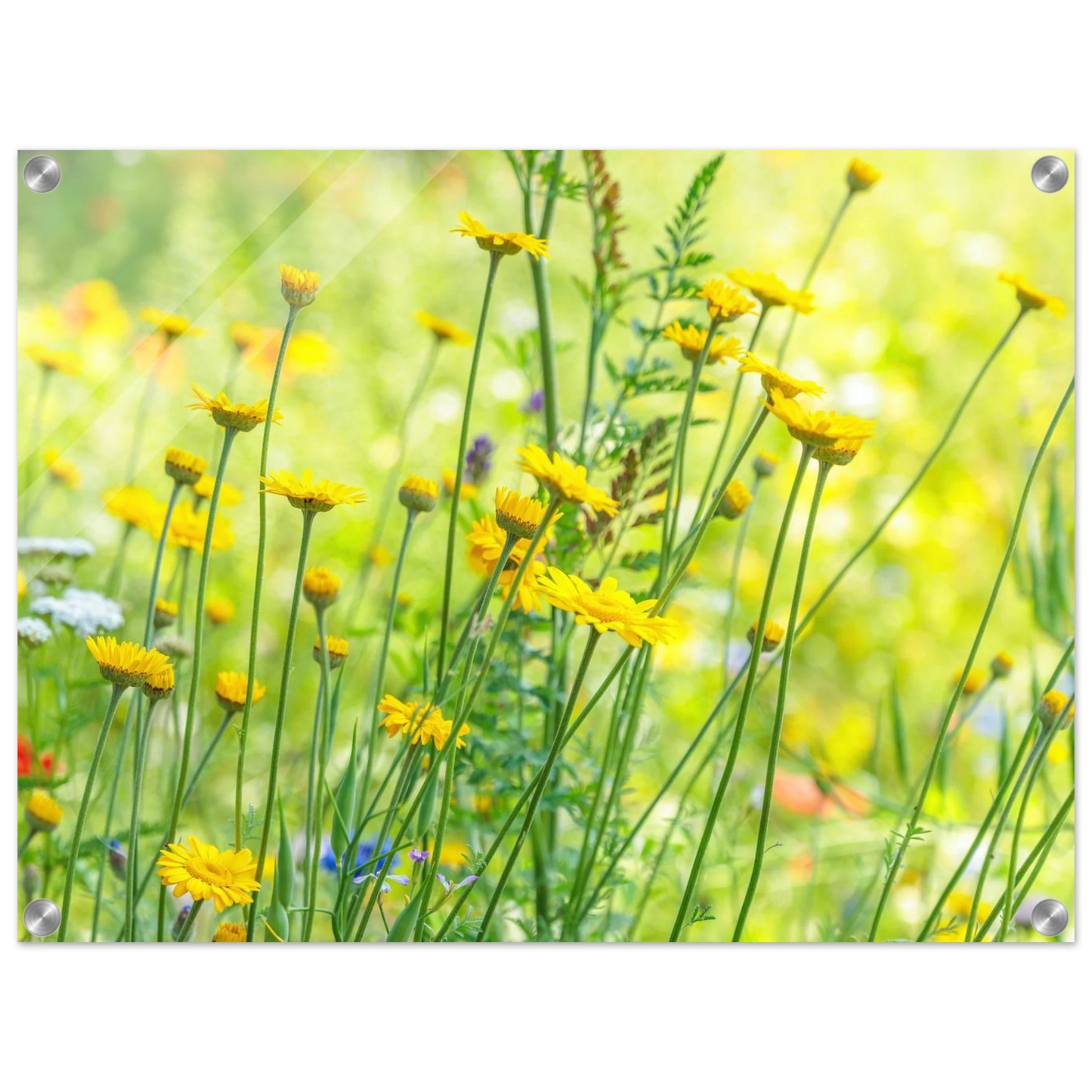Wandbild sunshine meadow lebendiger blumen druck in verschiedenen groessen