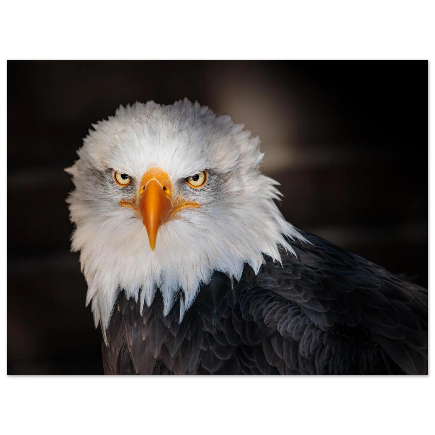 Wandbild majestaetischer adler ausdrucksstarke tierfotografie fuer ihr zuhause in vielen groessen erhaeltlich