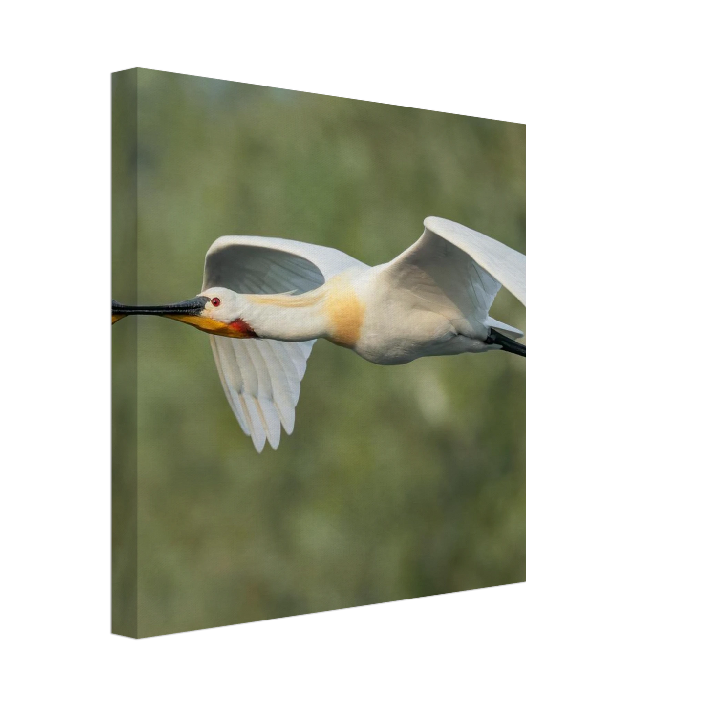 Wandbild eleganter loeffler im flug naturfotografie fuer ihr zuhause in vielen groessen