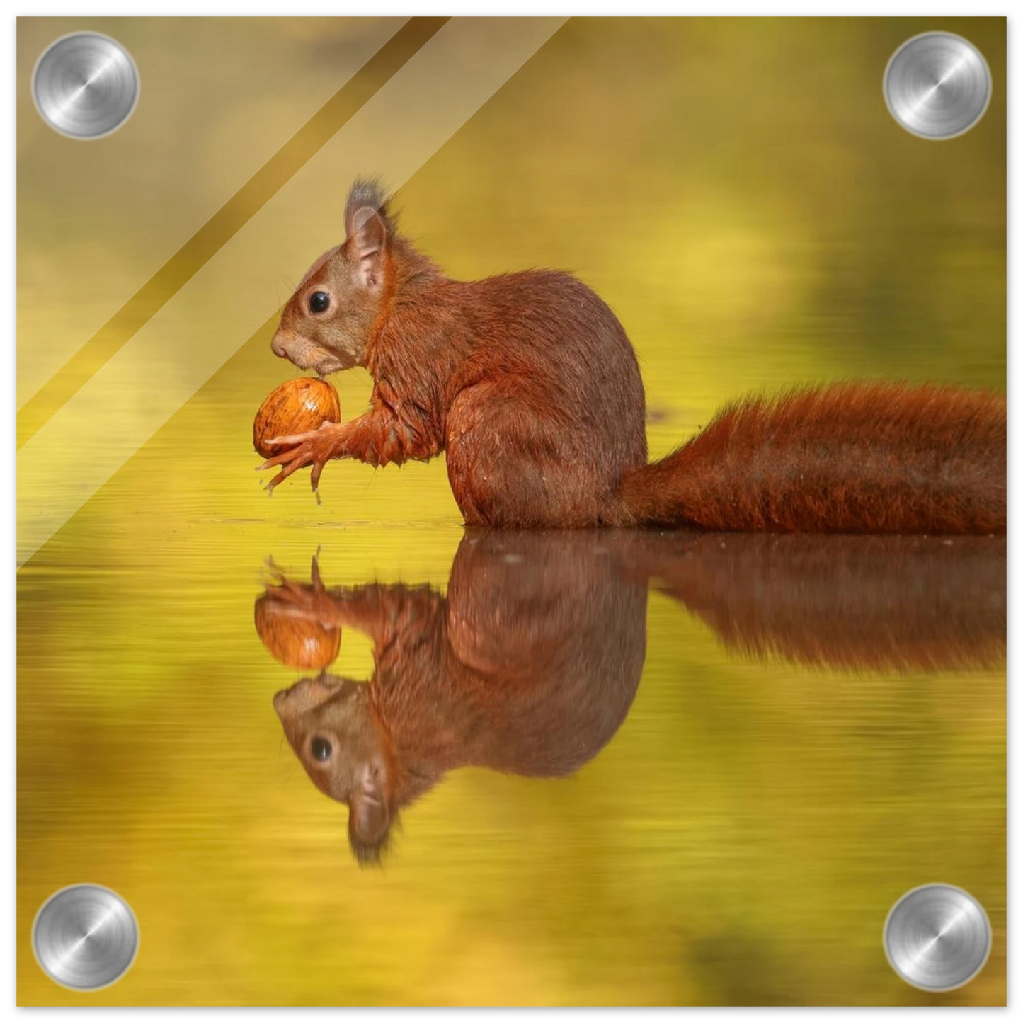 Wandbild eichhoernchen im goldenen herbstlicht lebendige tierfotografie fuer ihre wand