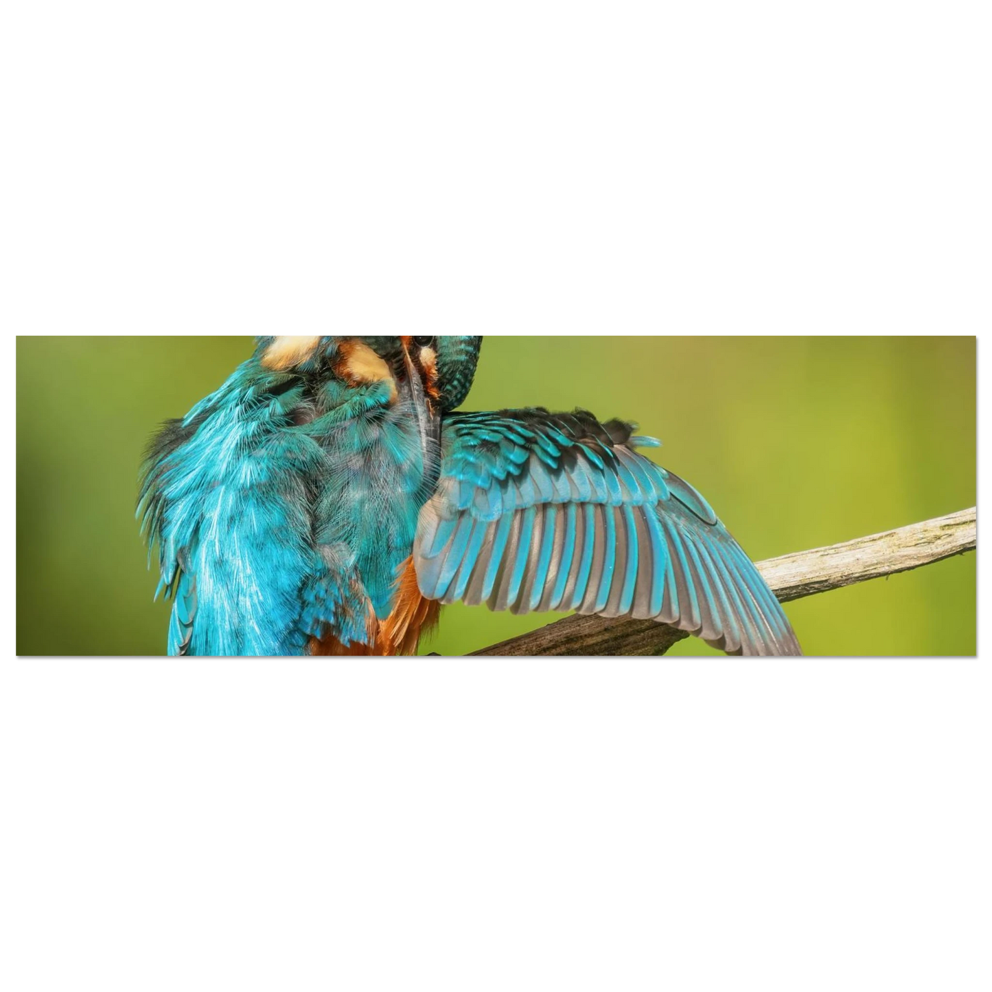 Wandbild eisvogel lebendige farbenpracht der natur auf leinwand