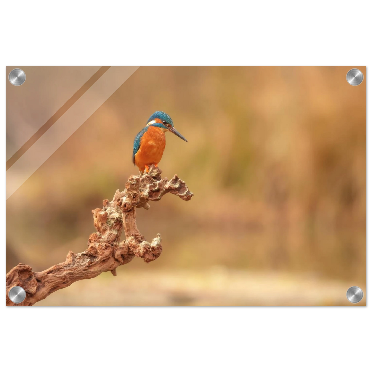 Wandbild eisvogel lebendige naturkunst fuer ihr zuhause in vielen groessen