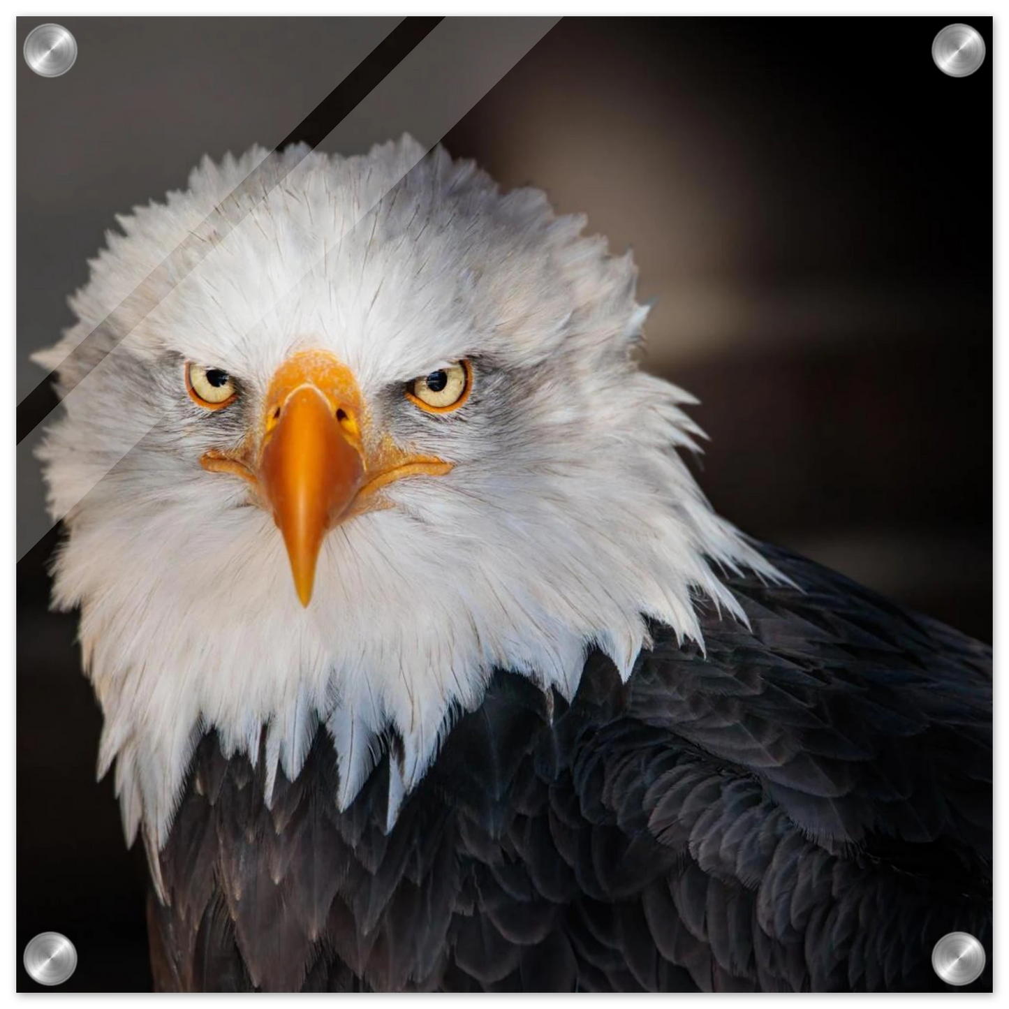Wandbild majestaetischer adler ausdrucksstarke tierfotografie fuer ihr zuhause in vielen groessen erhaeltlich