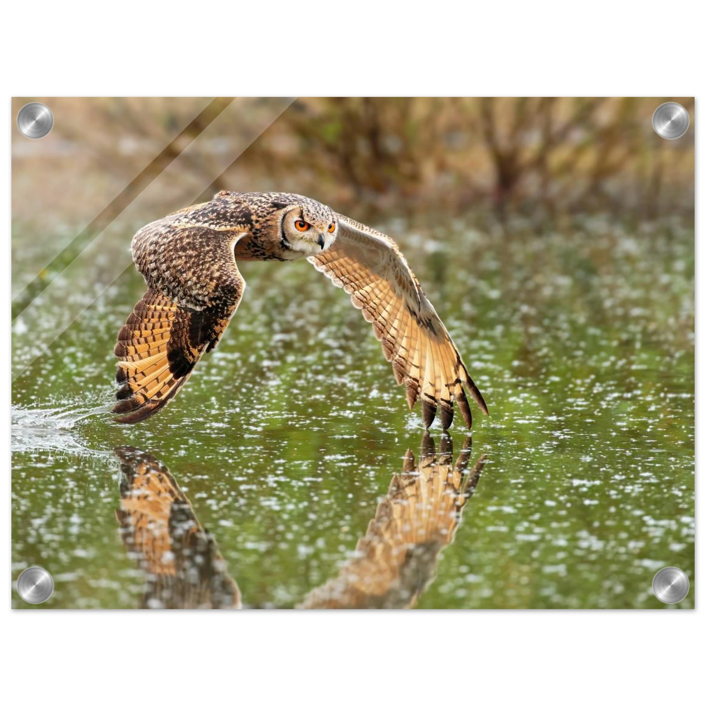 Wandbild majestaetische eule im flug naturfotografie mit lebendigen orangetoenen in ihrer wunschgroesse