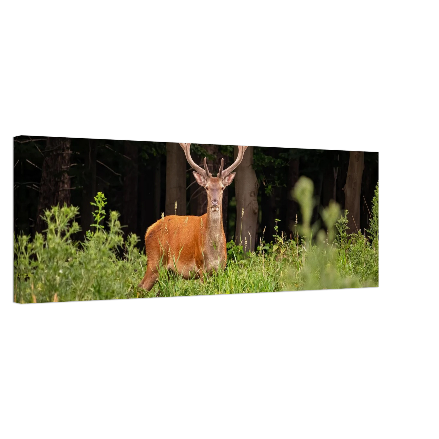 Wandbild majestaetischer hirsch im wald ein wildnis statement fuer ihr zuhause in verschiedenen groessen