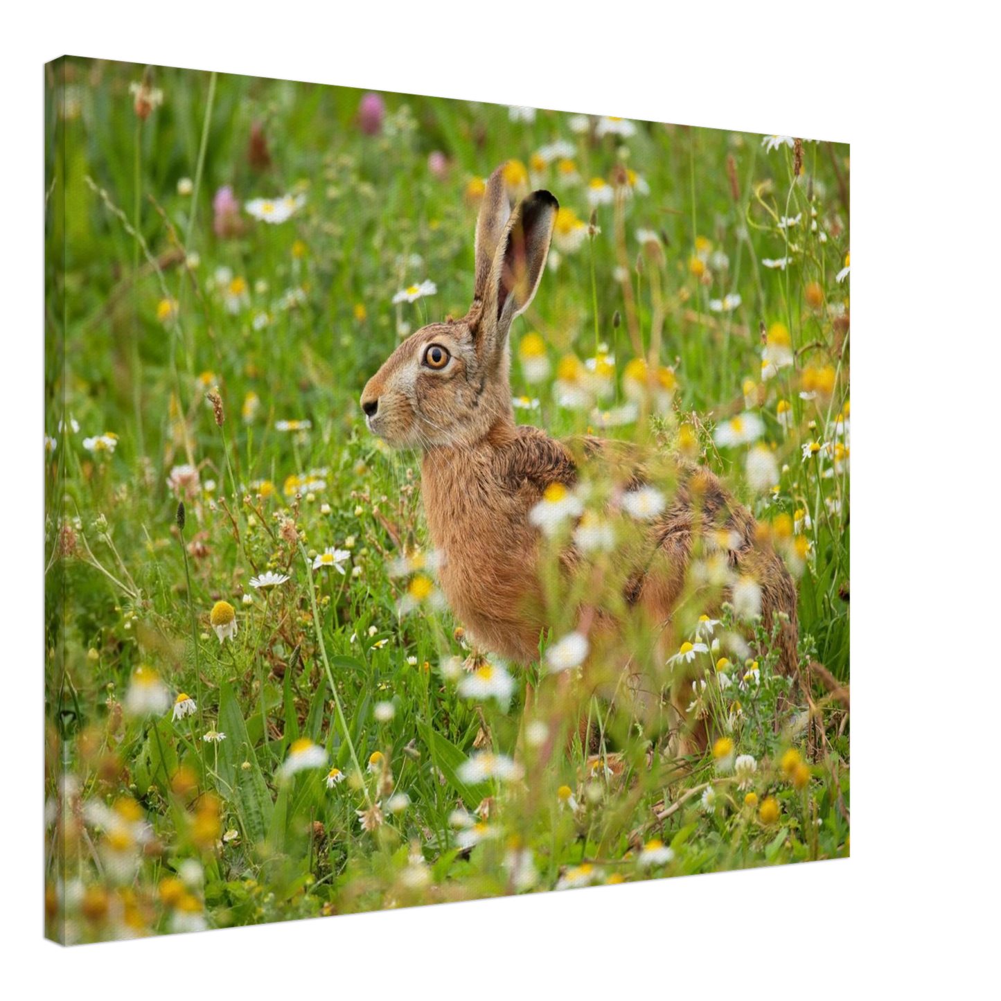 Wandbild Idyllische hasenwiese wandbild waehle dein wunschformat