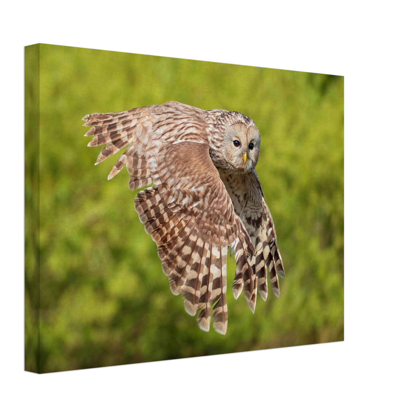 Wandbild majestaetische eule im flug naturfotografie fuer ihr zuhause