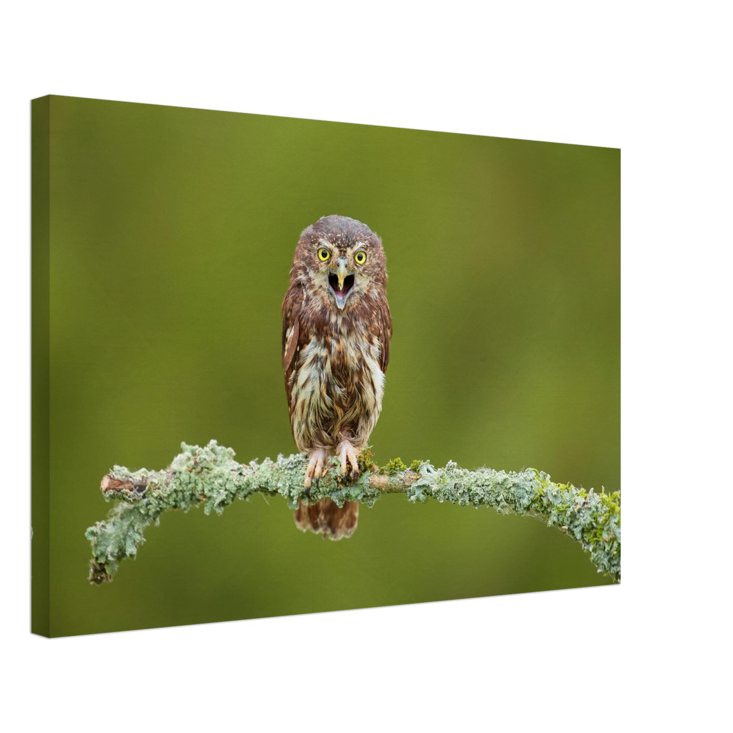 Wandbild rufer der wildnis faszinierendes eulen portraet mit leuchtenden augen fuer ihr zuhause
