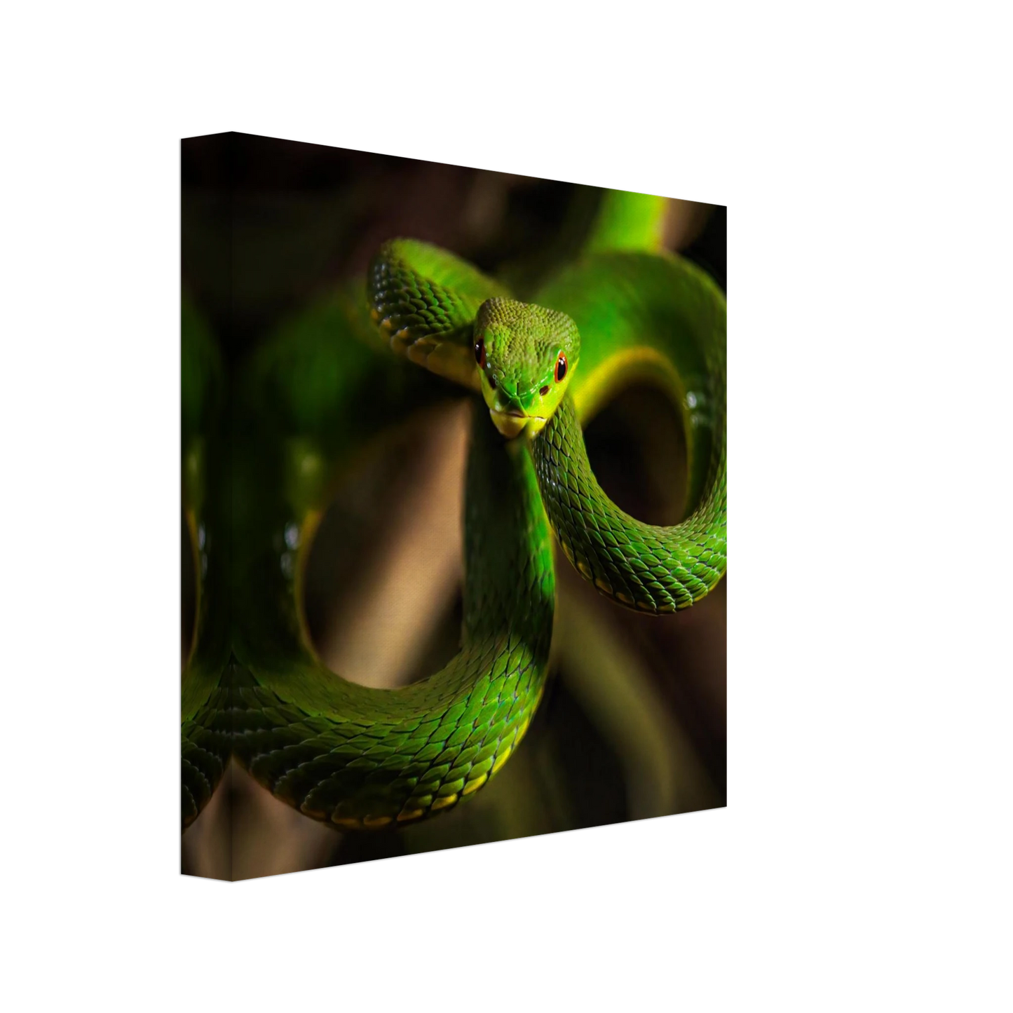 Wandbild der gruene baumviper ein hypnotischer blick in verschiedenen groessen