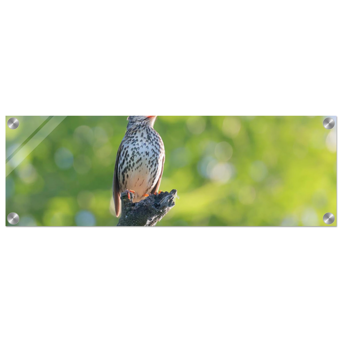Wandbild bezaubernder singvogel in gruen ein naturportraet fuer ihr zuhause in vielen groessen