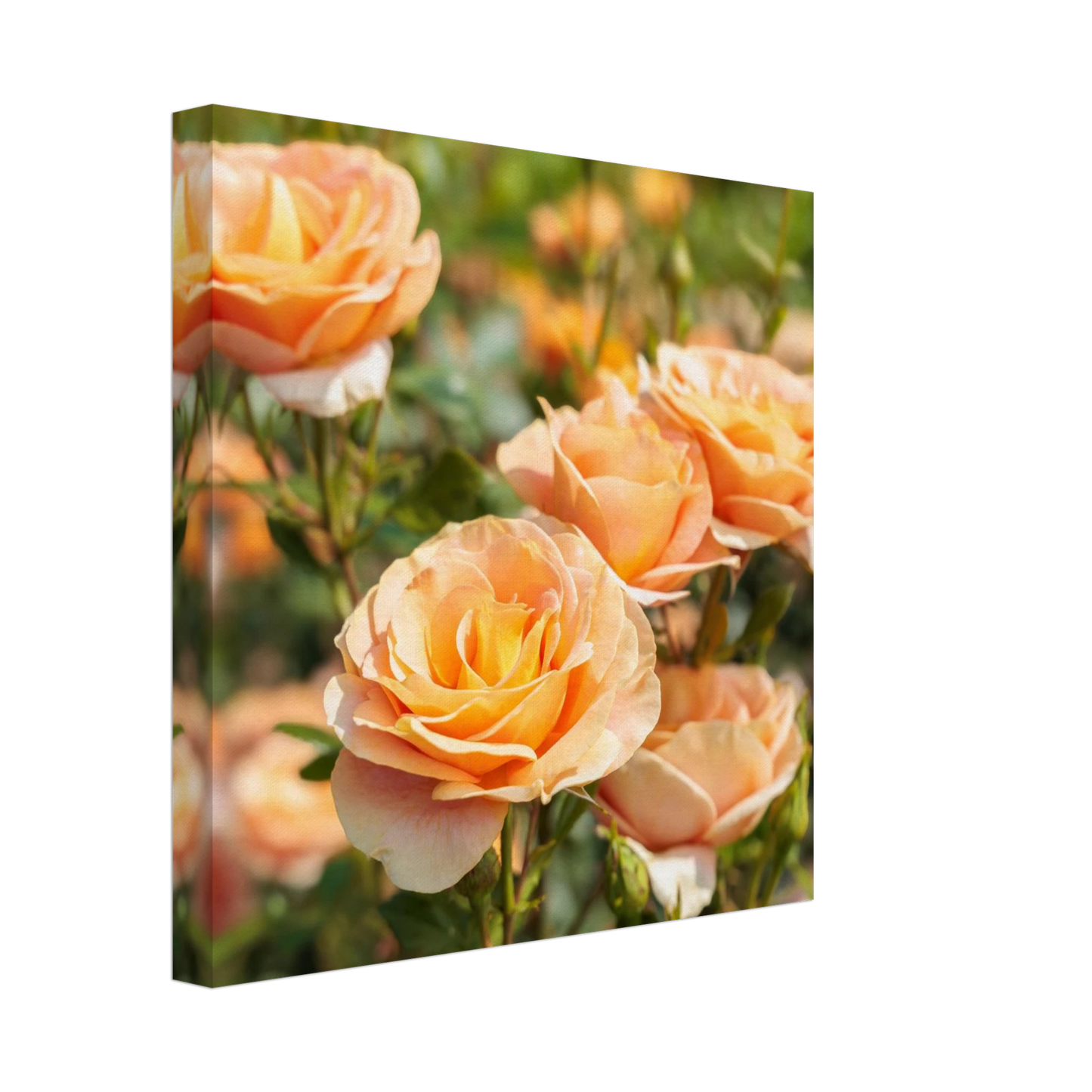 Wandbild romantische pfirsichrosen im sonnenschein botanische kunst fuer ihr zuhause in vielen groessen